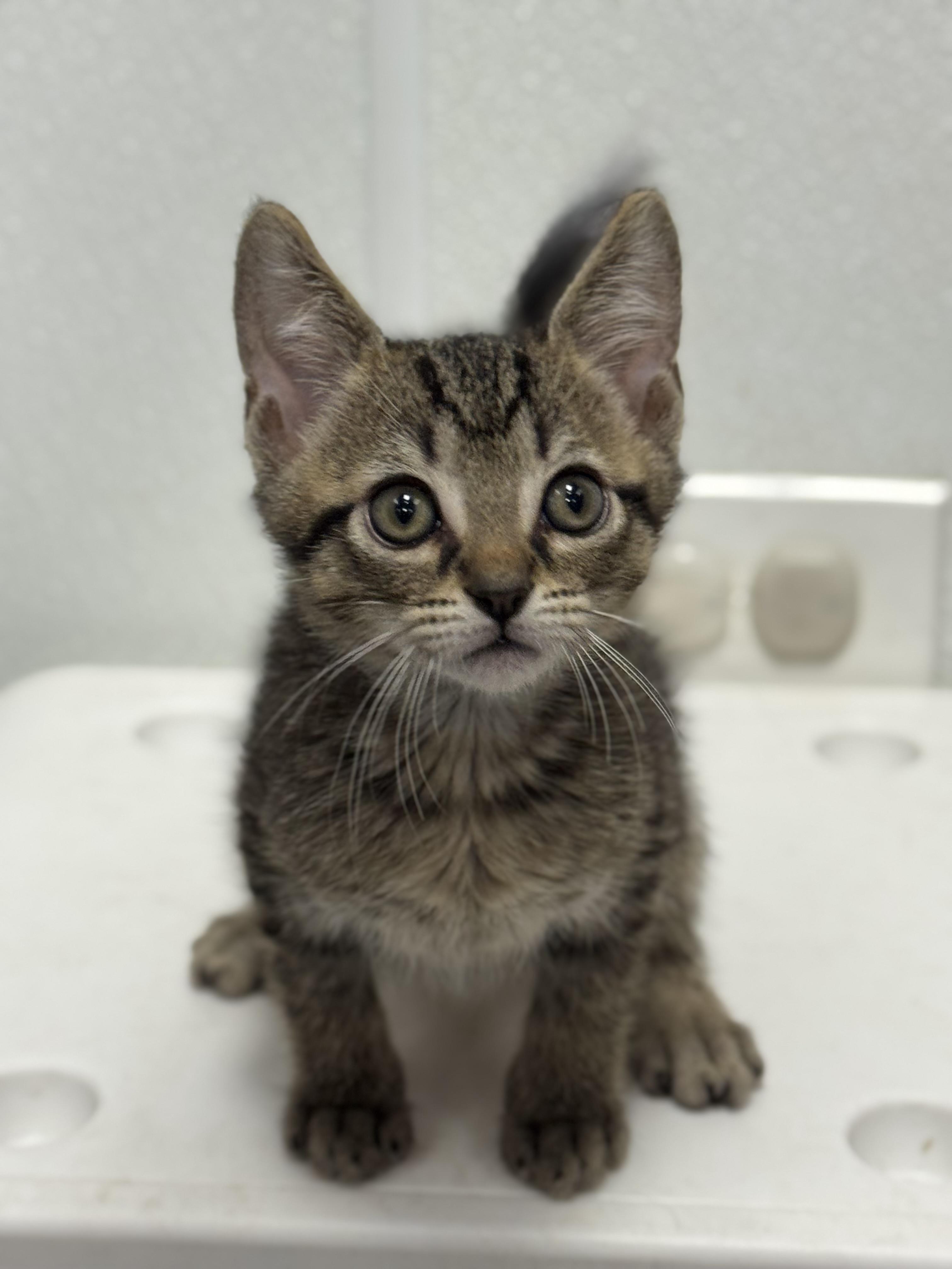 Enlarge Orion, an adopted mixed breed in Tinley Park, IL image 2/3