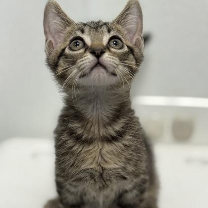 Orion, adopted, Kitten Male Domestic Short Hair & Tabby.