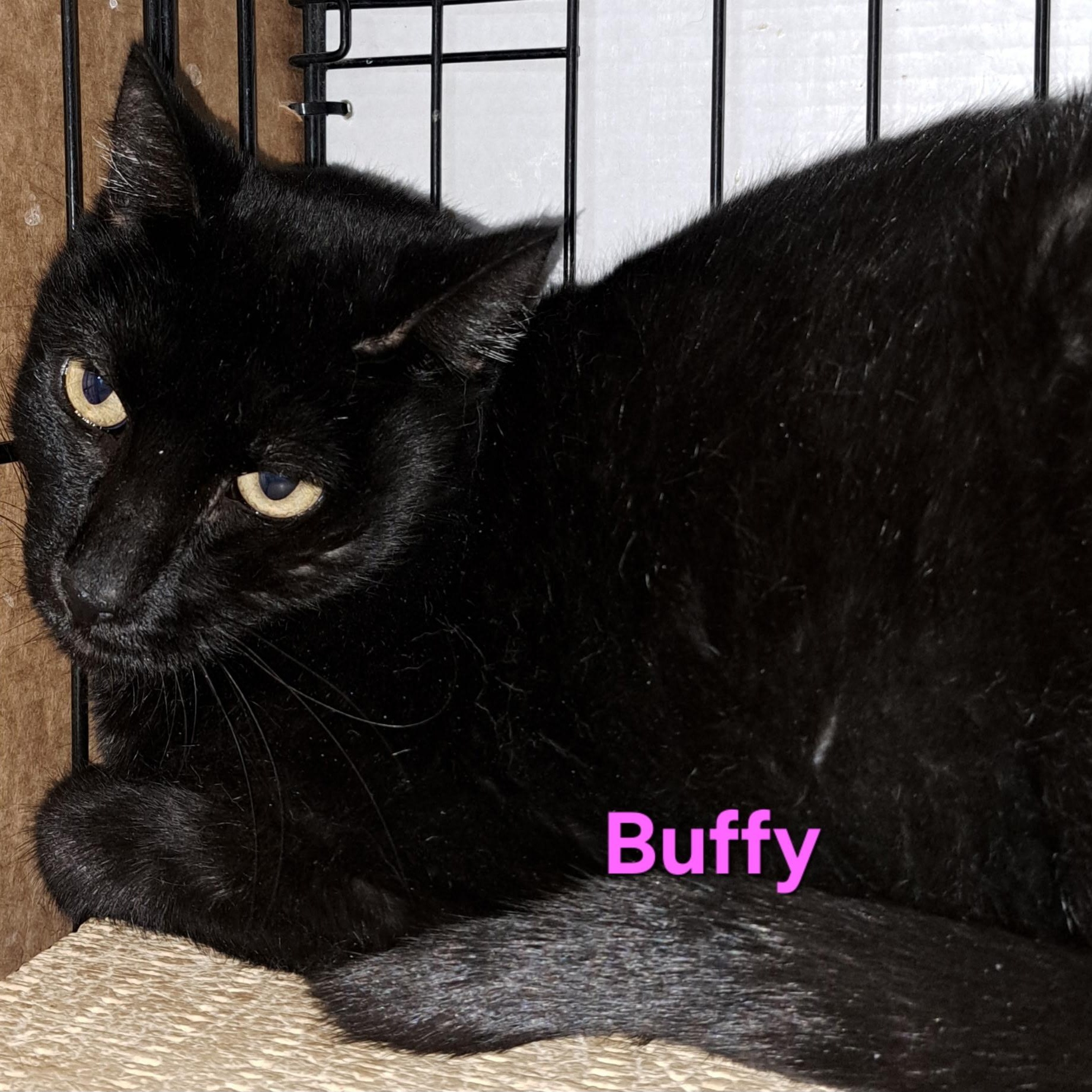 Enlarge Buffy (call 602-692-1499 to meet Buffy), a Adoptable mixed breed in Phoenix, AZ image 3/4