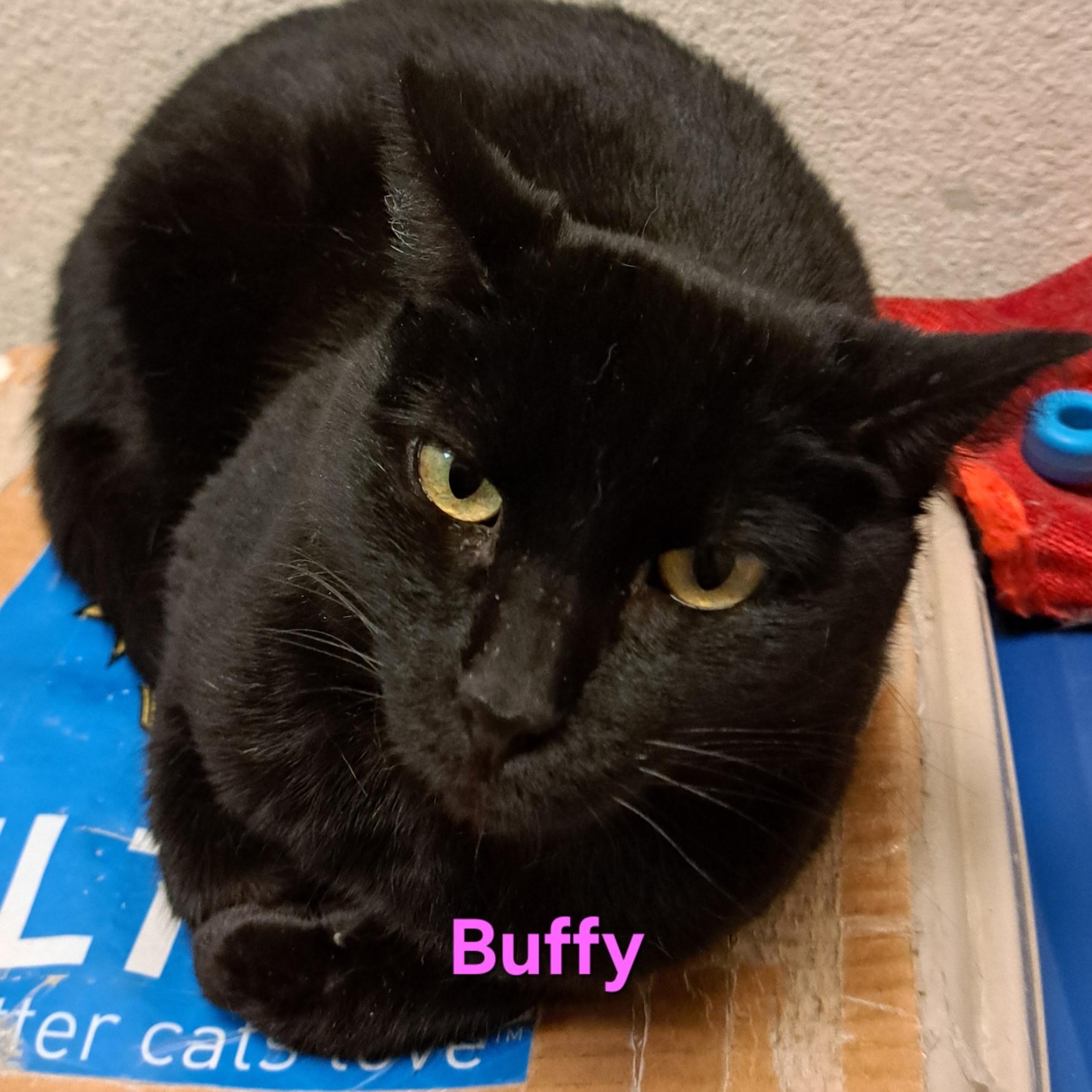 Buffy (call 602-692-1499 to meet Buffy), Adoptable, Adult Female Bombay.