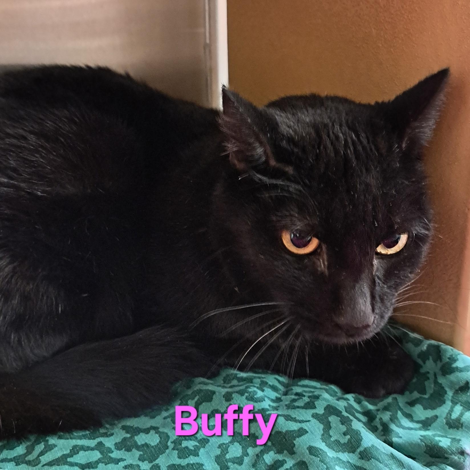 Enlarge Buffy (call 602-692-1499 to meet Buffy), a Adoptable mixed breed in Phoenix, AZ image 4/4