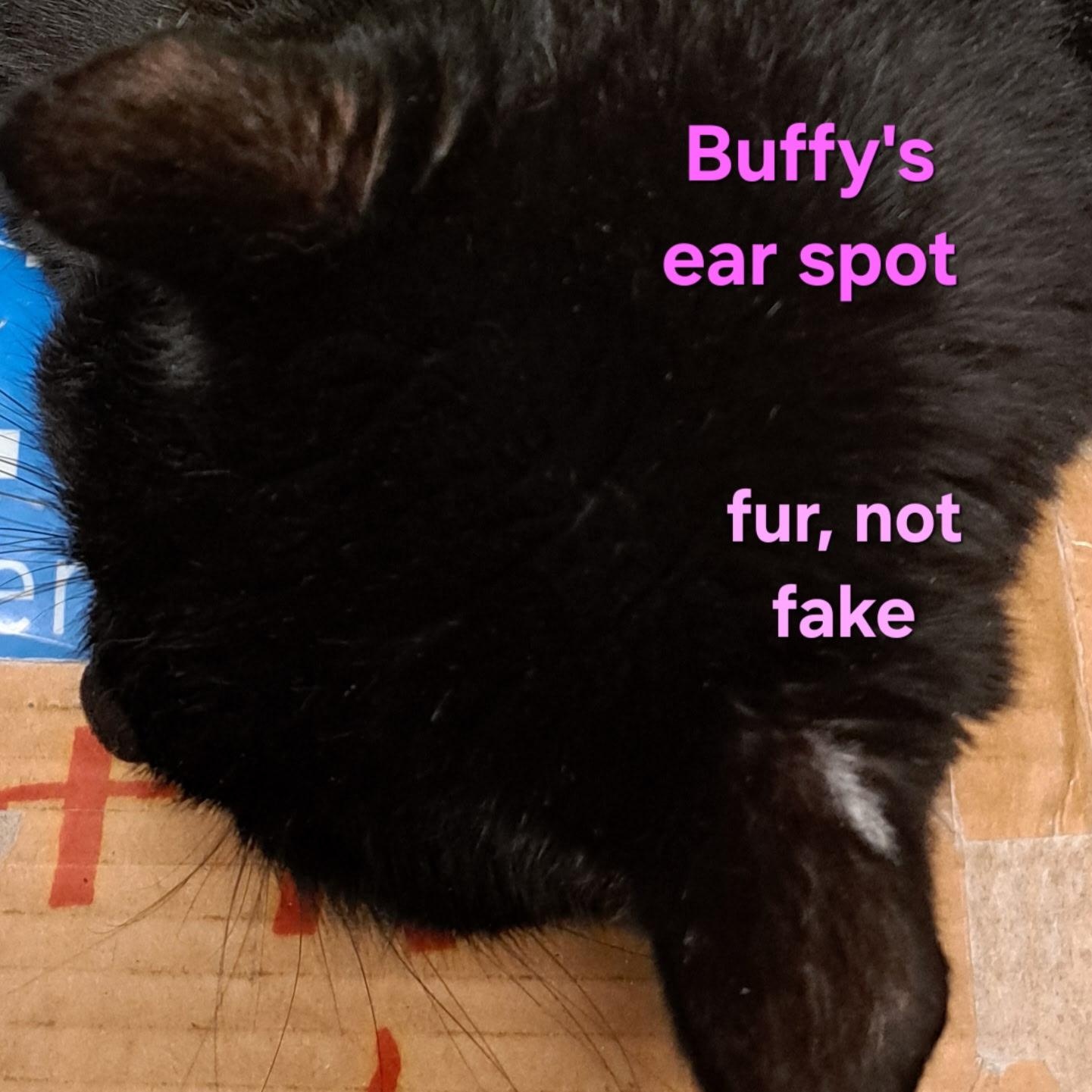 Enlarge Buffy (call 602-692-1499 to meet Buffy), a Adoptable mixed breed in Phoenix, AZ image 2/4