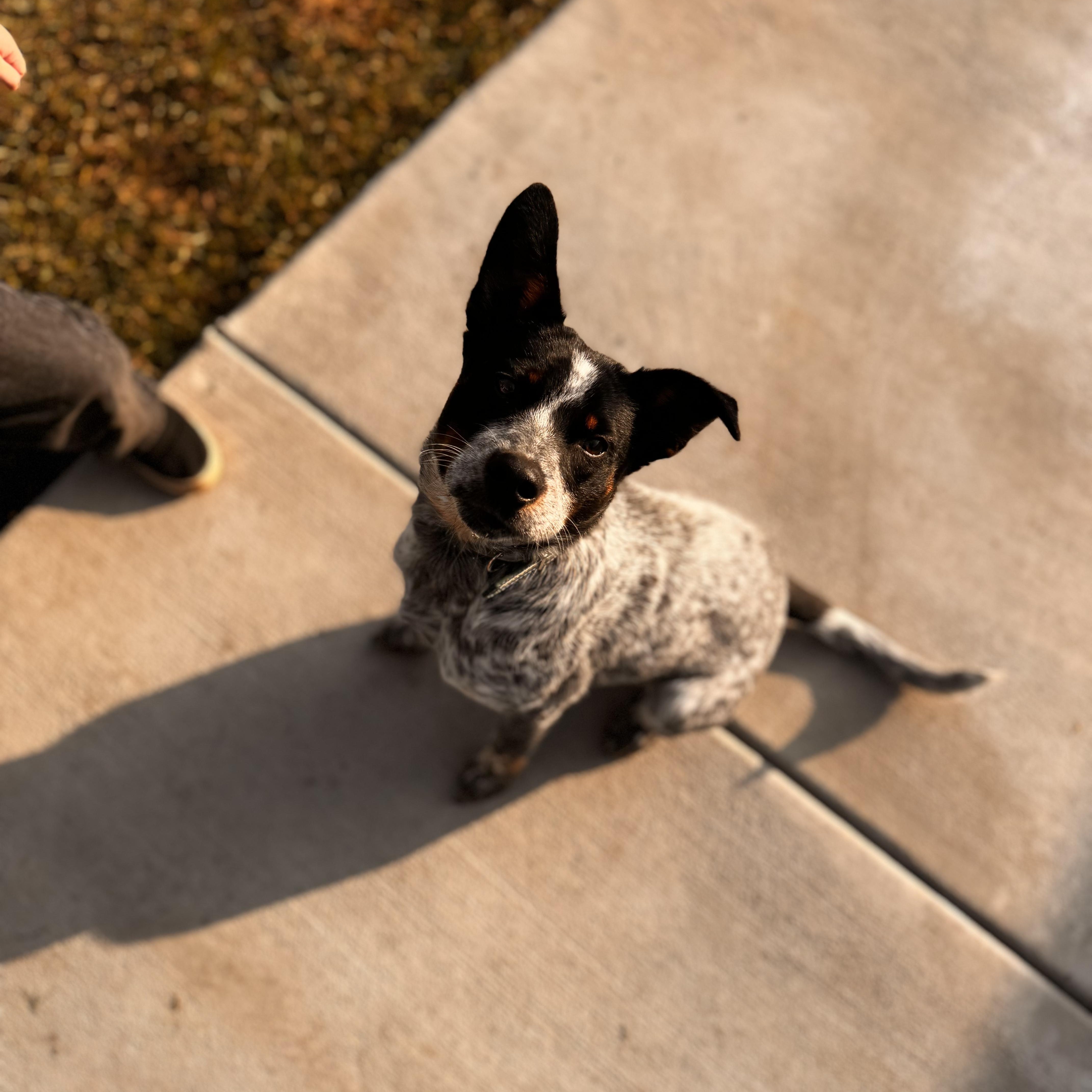 Enlarge Goose, a Adopted Australian Cattle Dog / Blue Heeler in Whittier, CA image 3/5
