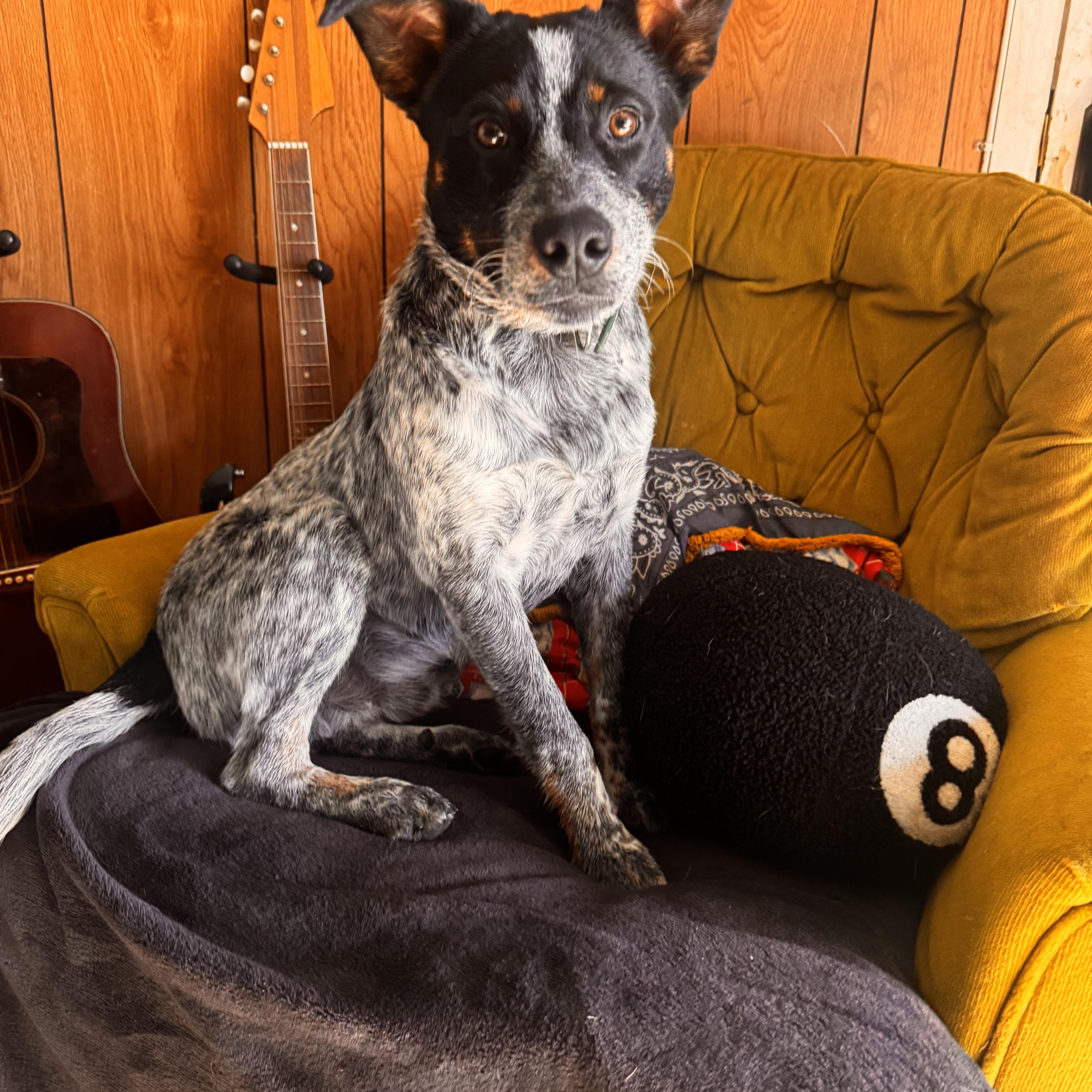 Enlarge Goose, a Adopted Australian Cattle Dog / Blue Heeler in Whittier, CA image 4/5