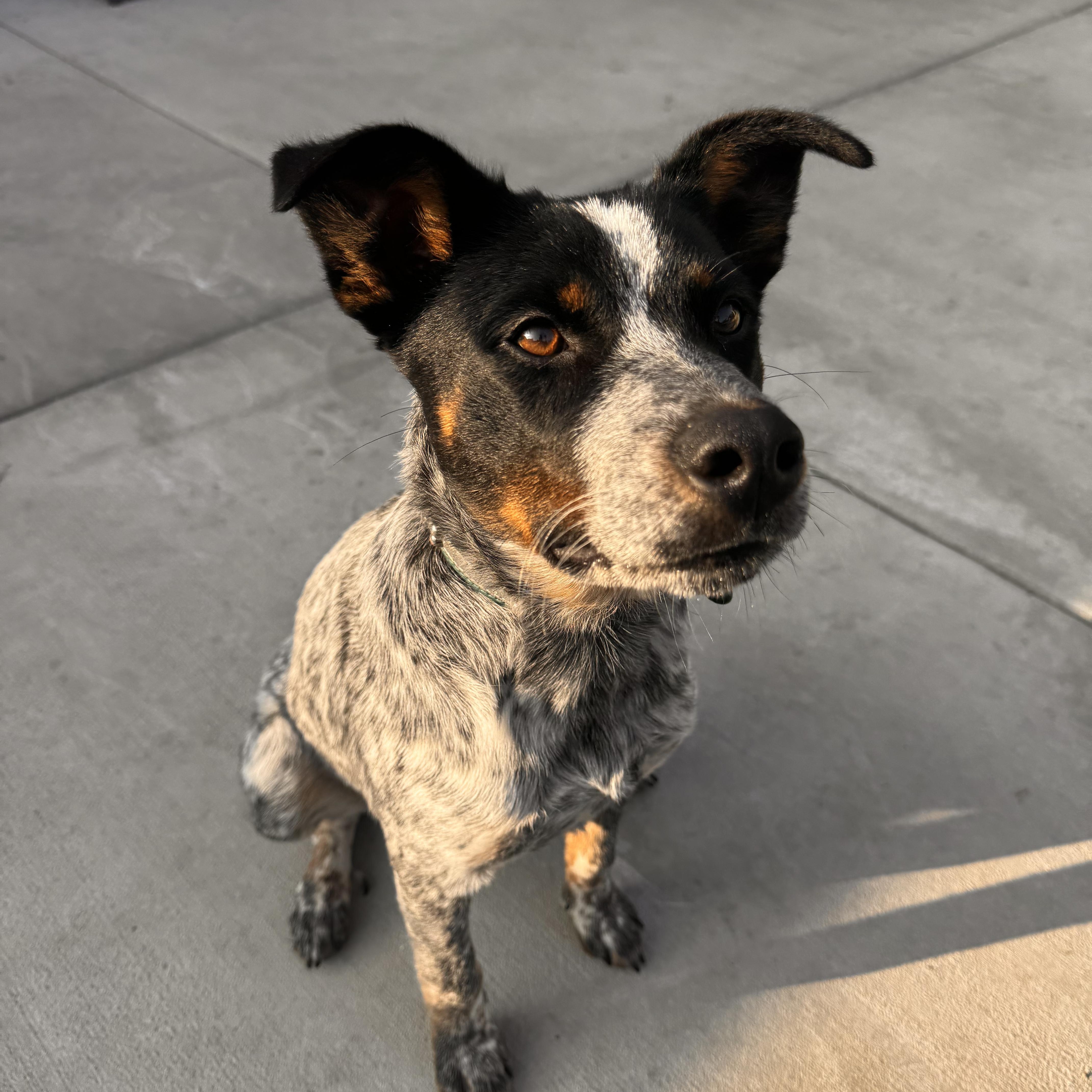Enlarge Goose, a Adopted Australian Cattle Dog / Blue Heeler in Whittier, CA image 5/5