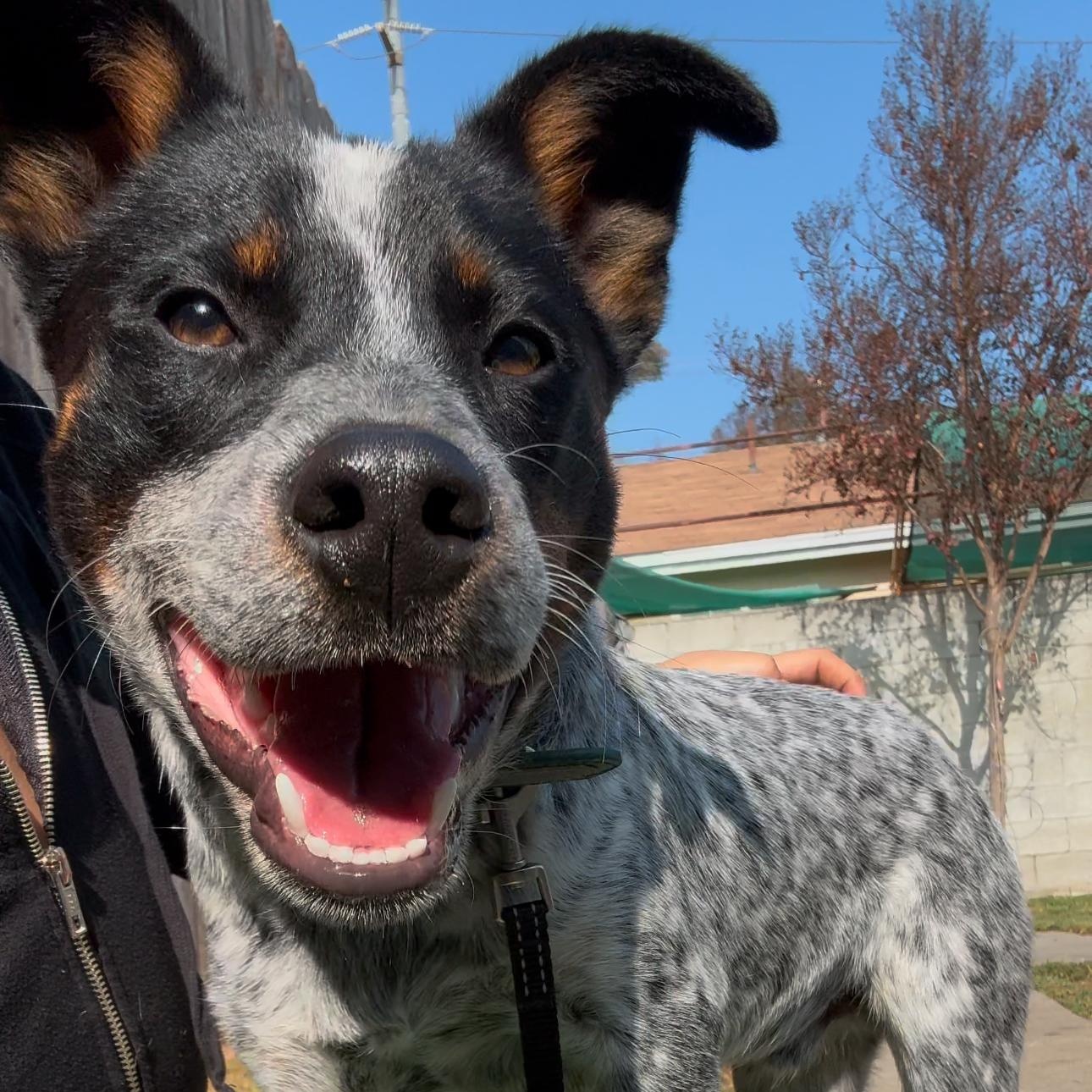 Enlarge Goose, a Adopted Australian Cattle Dog / Blue Heeler in Whittier, CA image 2/5