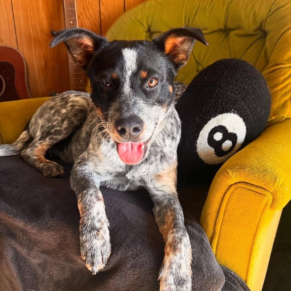 Goose, Adopted, Young Male Australian Cattle Dog / Blue Heeler.