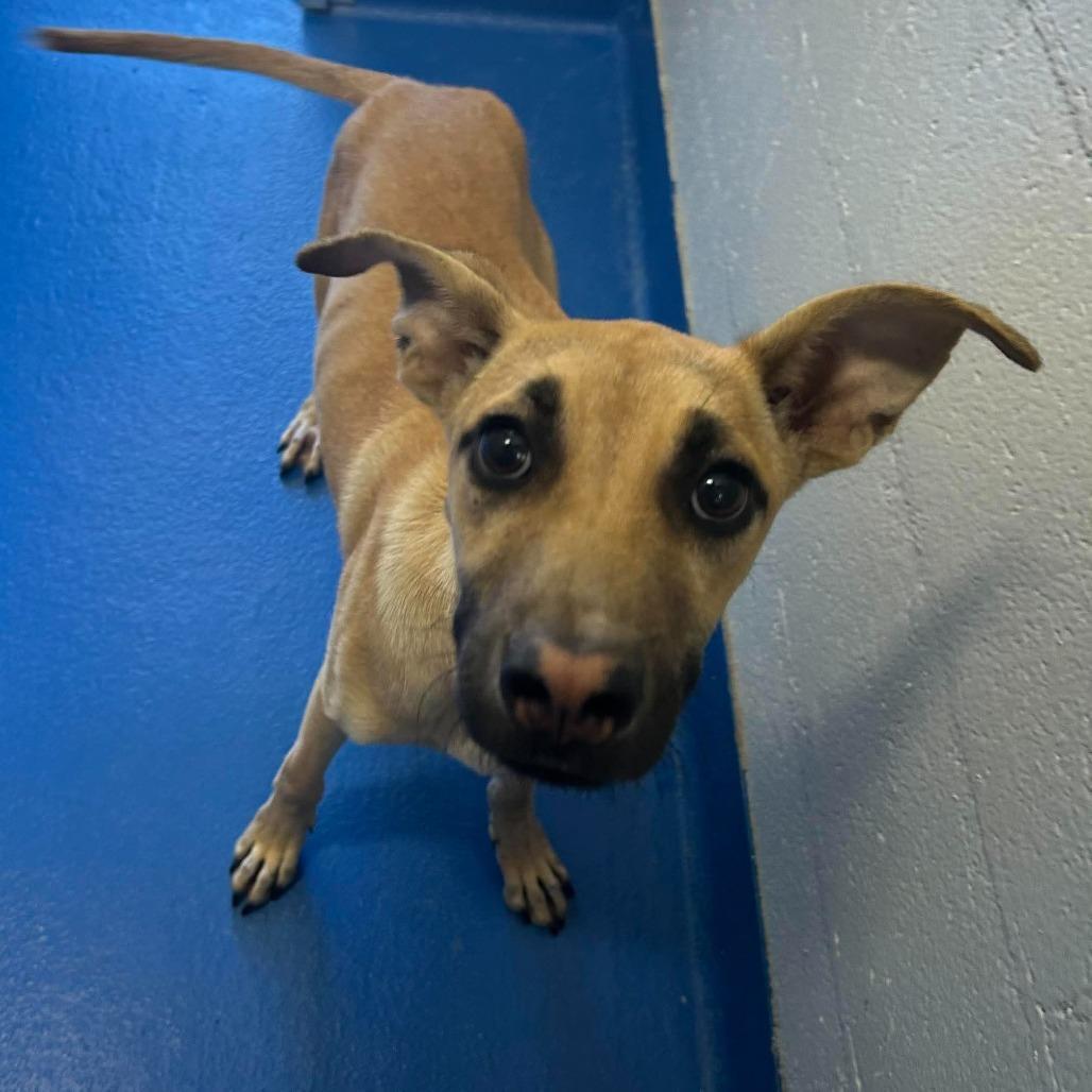 Enlarge Zoomie, a Adopted Mixed Breed in Medford, NY image 2/2