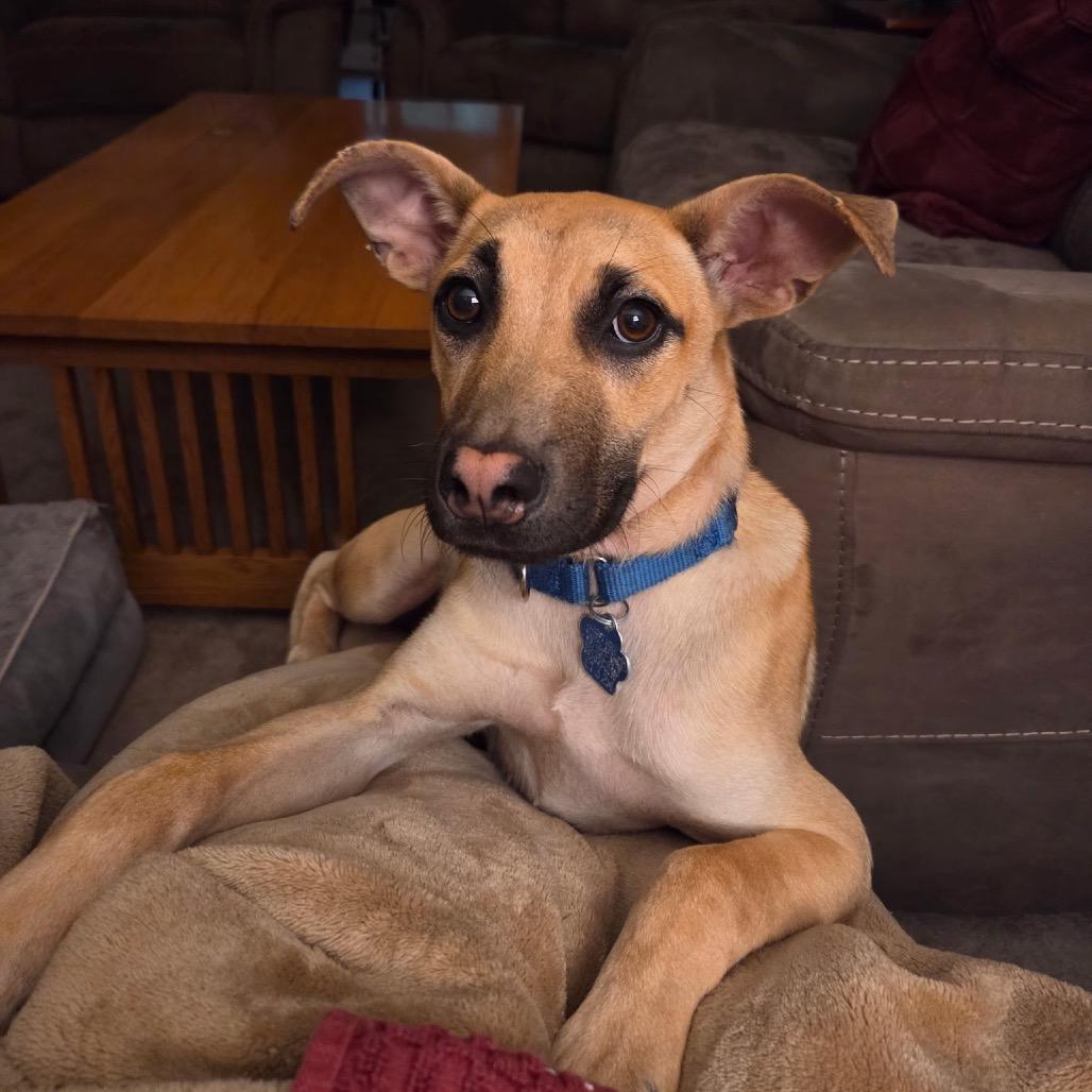 Zoomie, Adopted, Young Female Mixed Breed.