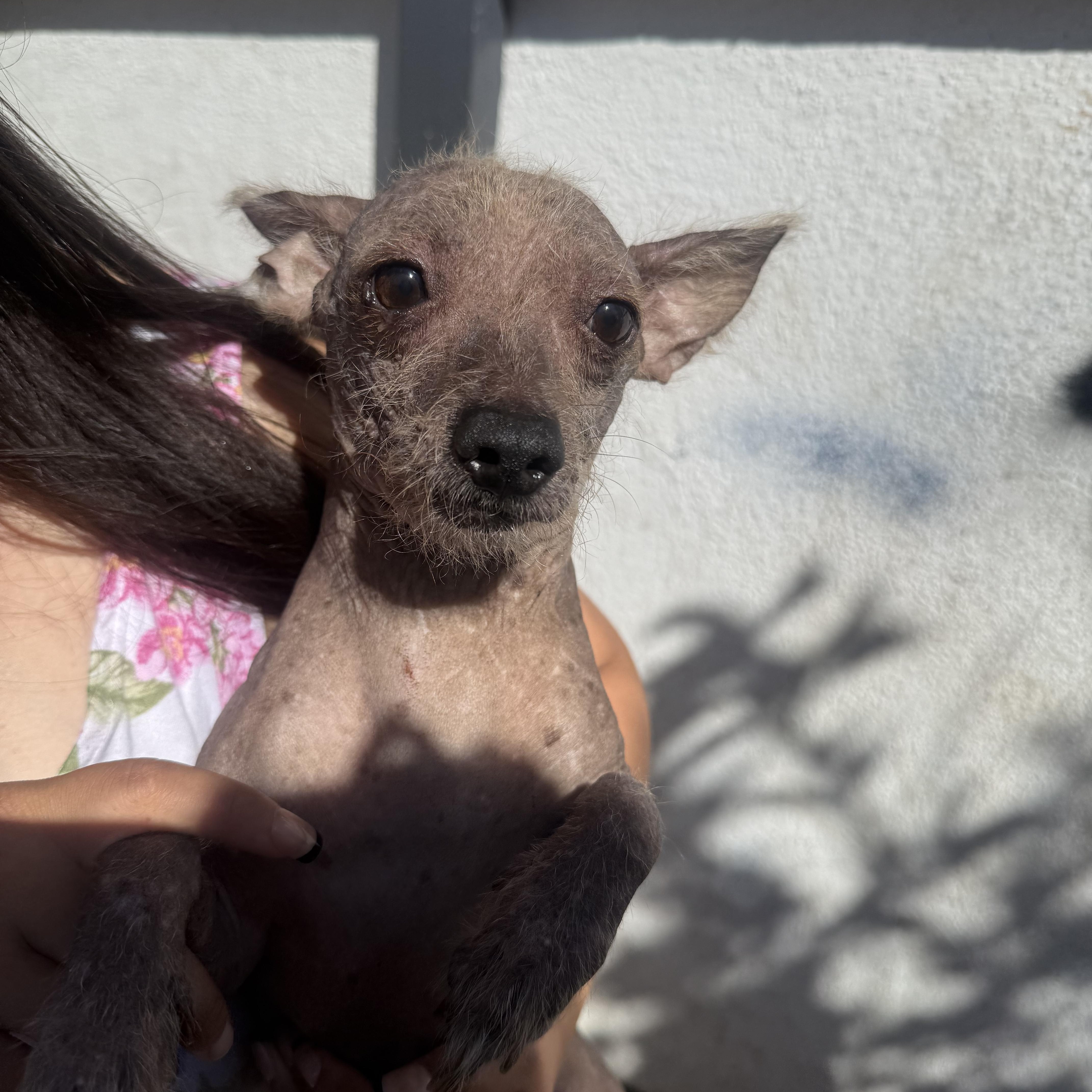 Enlarge Kenickie, a Adoptable Xoloitzcuintli / Mexican Hairless in Corona, CA image 1/1