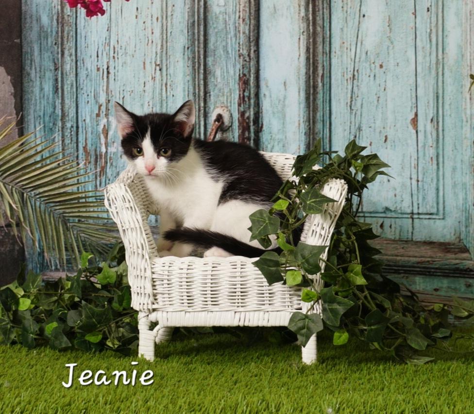 Jeanie, an adoptable Domestic Short Hair in Waterloo, IA_image-1
