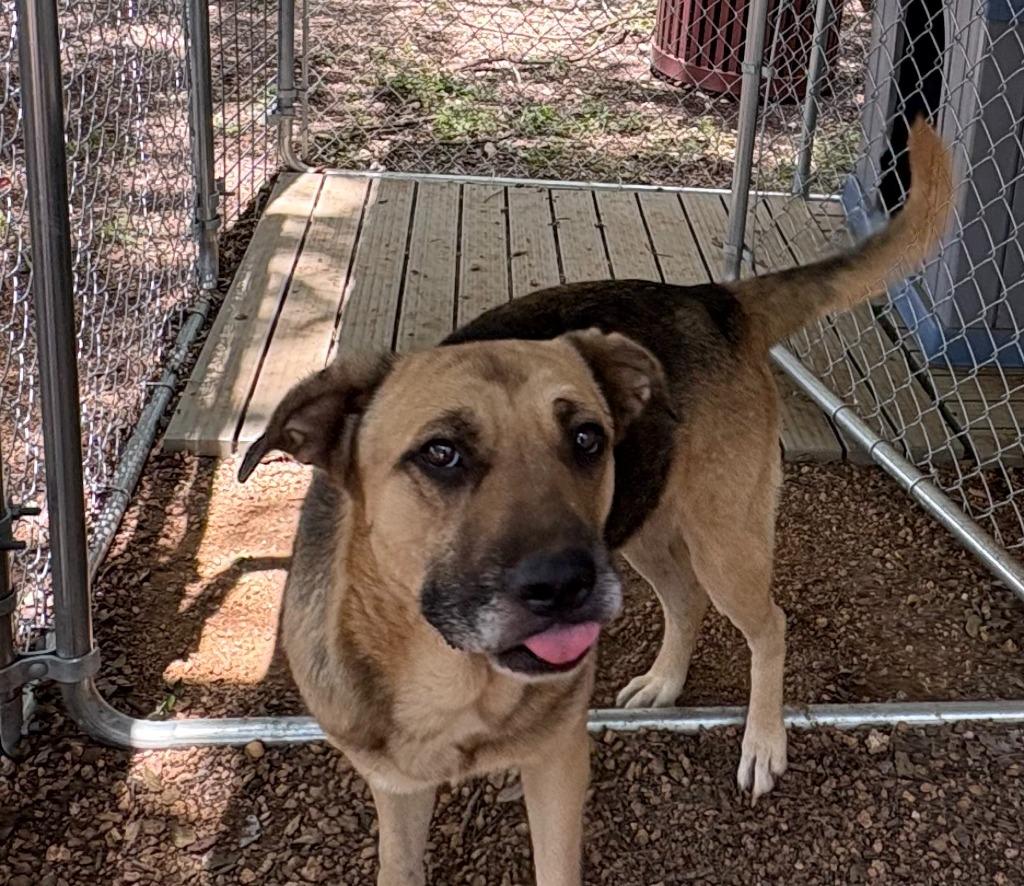 Enlarge Fidler - M/ Mississippi, a Adoptable mixed breed in Lockhart, TX image 1/6