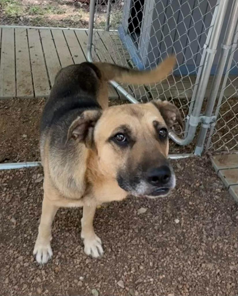 Enlarge Fidler - M/ Mississippi, a Adoptable mixed breed in Lockhart, TX image 2/6