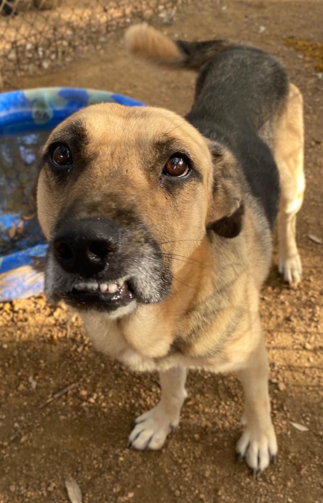 Enlarge Fidler - M/ Mississippi, a Adoptable mixed breed in Lockhart, TX image 3/6