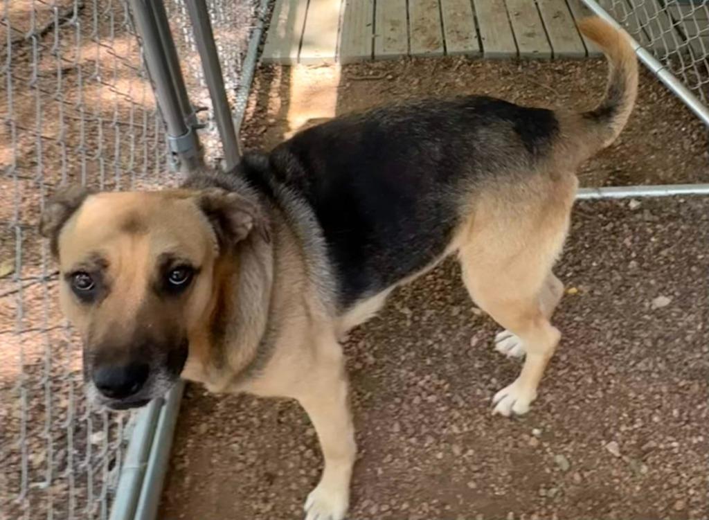 Enlarge Fidler - M/ Mississippi, a Adoptable mixed breed in Lockhart, TX image 4/6