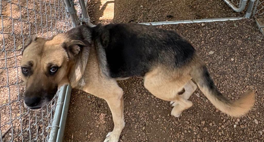 Enlarge Fidler - M/ Mississippi, a Adoptable mixed breed in Lockhart, TX image 5/6