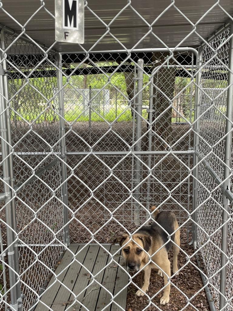 Enlarge Fidler - M/ Mississippi, a Adoptable mixed breed in Lockhart, TX image 6/6