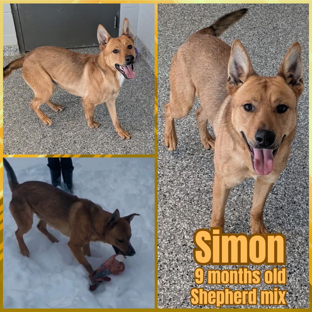 Enlarge Simon, an adoptable Shepherd in Franklin, IN image 1/1