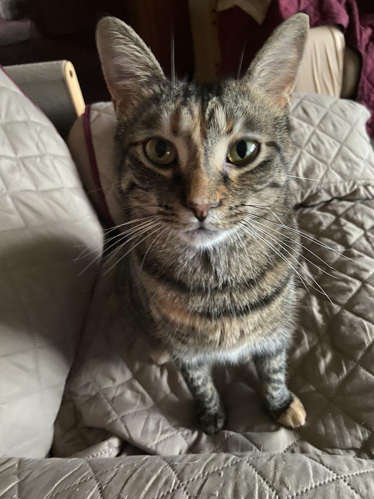 Enlarge Simba, a Adoptable Domestic Short Hair in Henrico, VA image 1/6