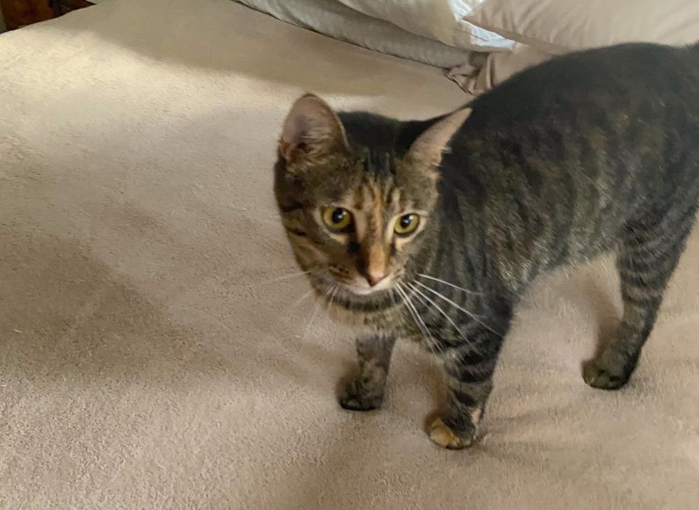 Enlarge Simba, a Adoptable Domestic Short Hair in Henrico, VA image 2/6