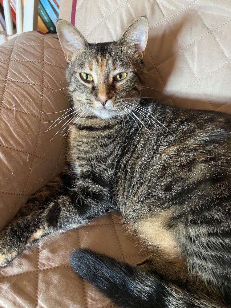 Enlarge Simba, a Adoptable Domestic Short Hair in Henrico, VA image 3/6