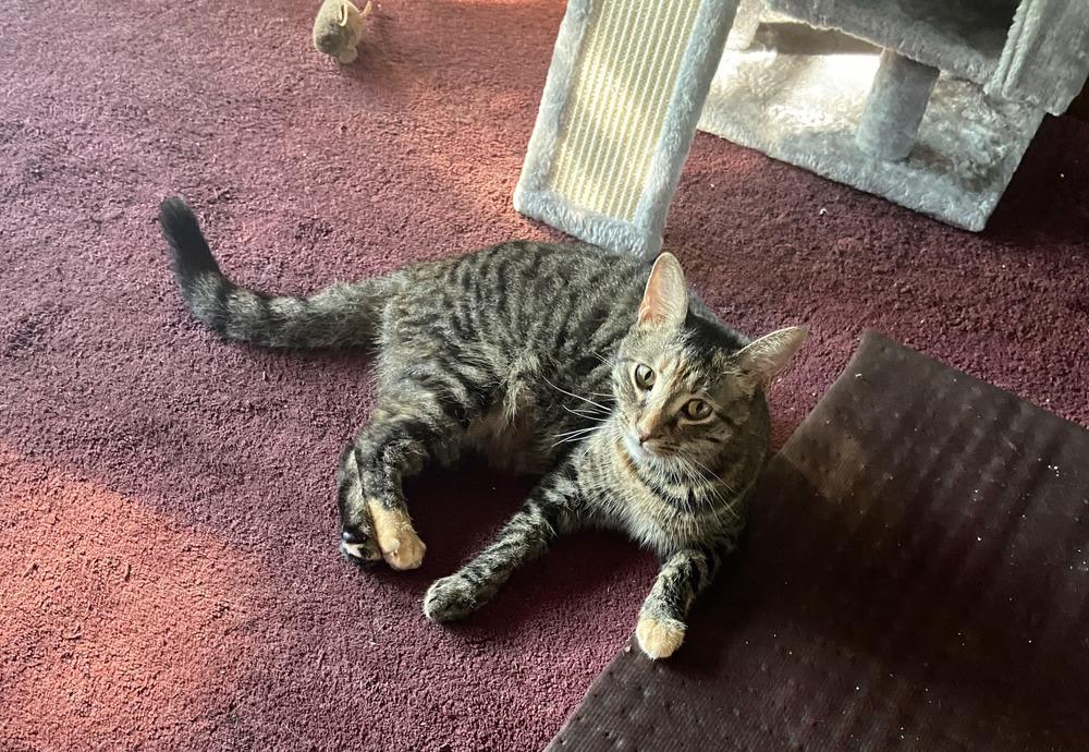 Enlarge Simba, a Adoptable Domestic Short Hair in Henrico, VA image 5/6