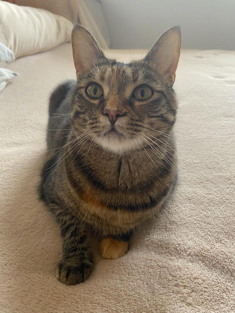 Simba, a Adoptable Domestic Short Hair in Henrico, VA image 4/6