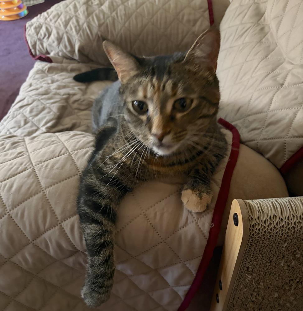 Simba, a Adoptable Domestic Short Hair in Henrico, VA image 5/6