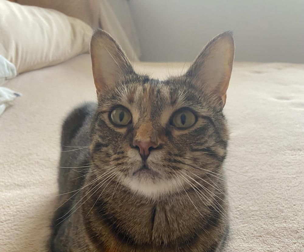 Simba, a Adoptable Domestic Short Hair in Henrico, VA image 6/6