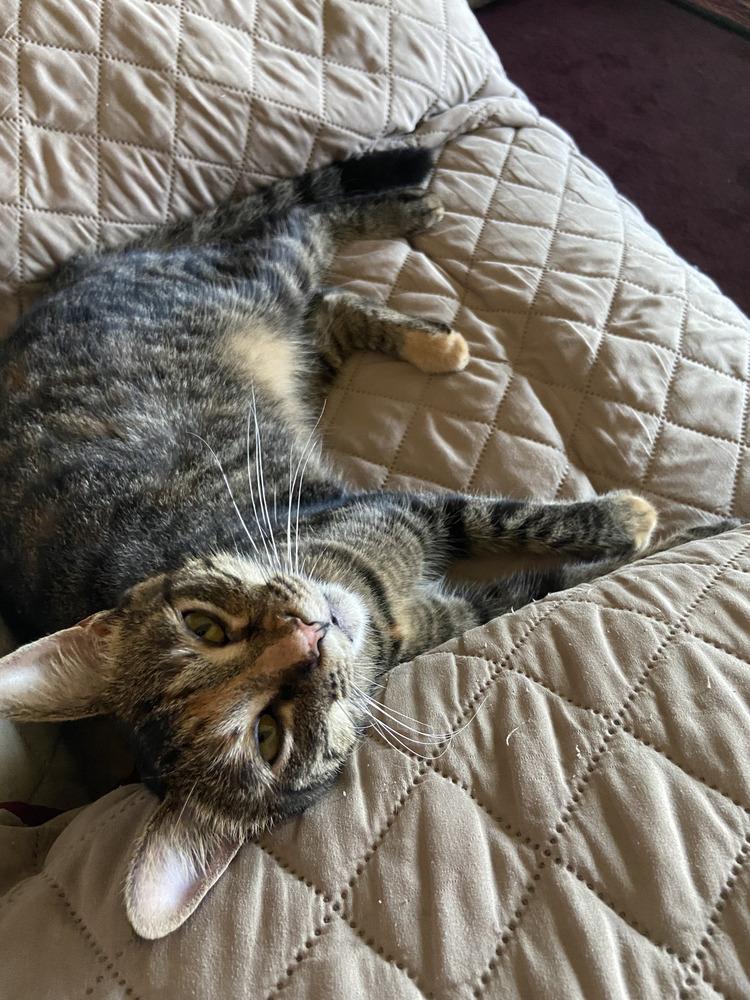 Enlarge Simba, a Adoptable Domestic Short Hair in Henrico, VA image 6/6