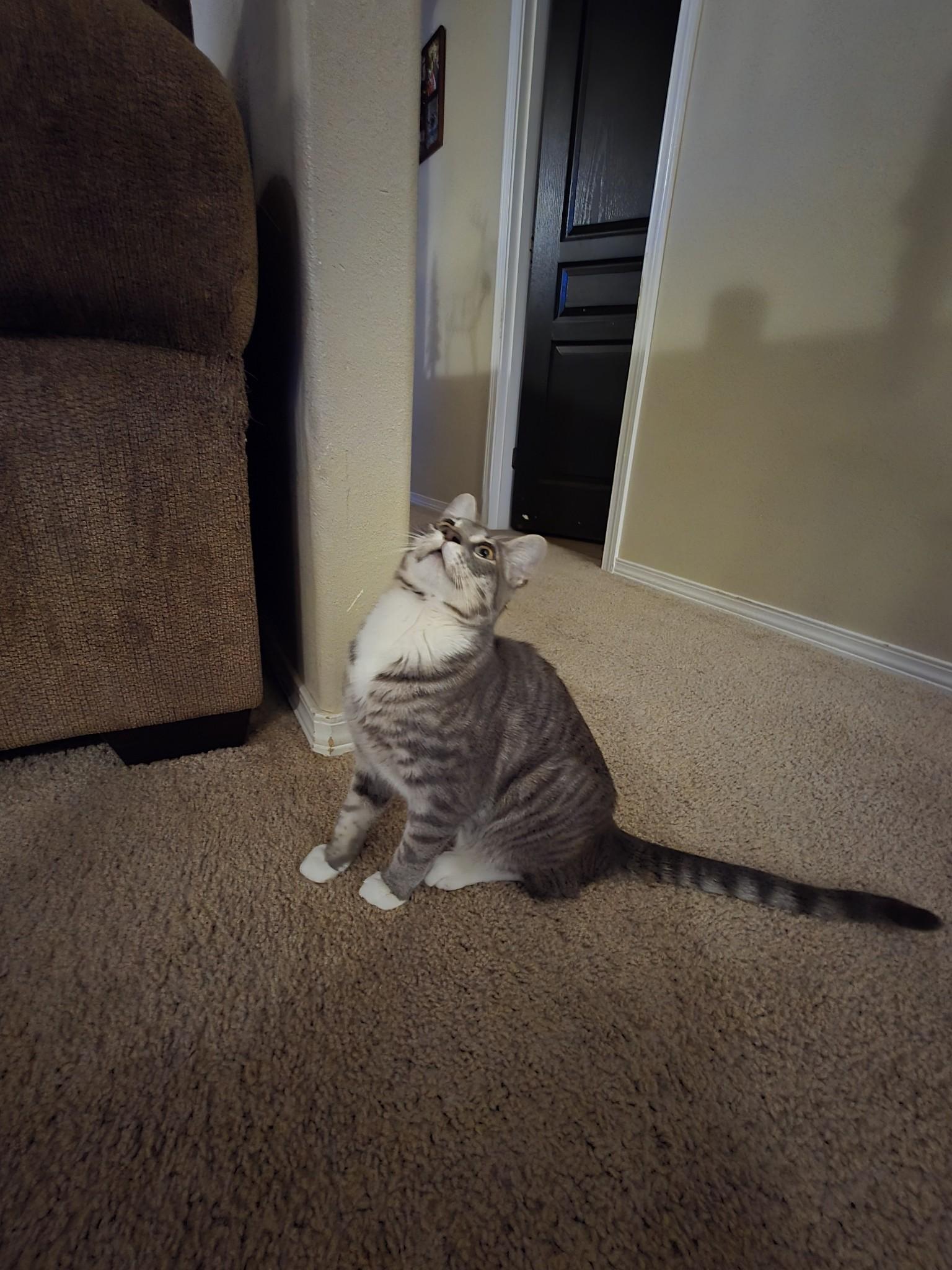 Fenix, an adoptable American Shorthair in Kennewick, WA, 99337 | Photo Image 1