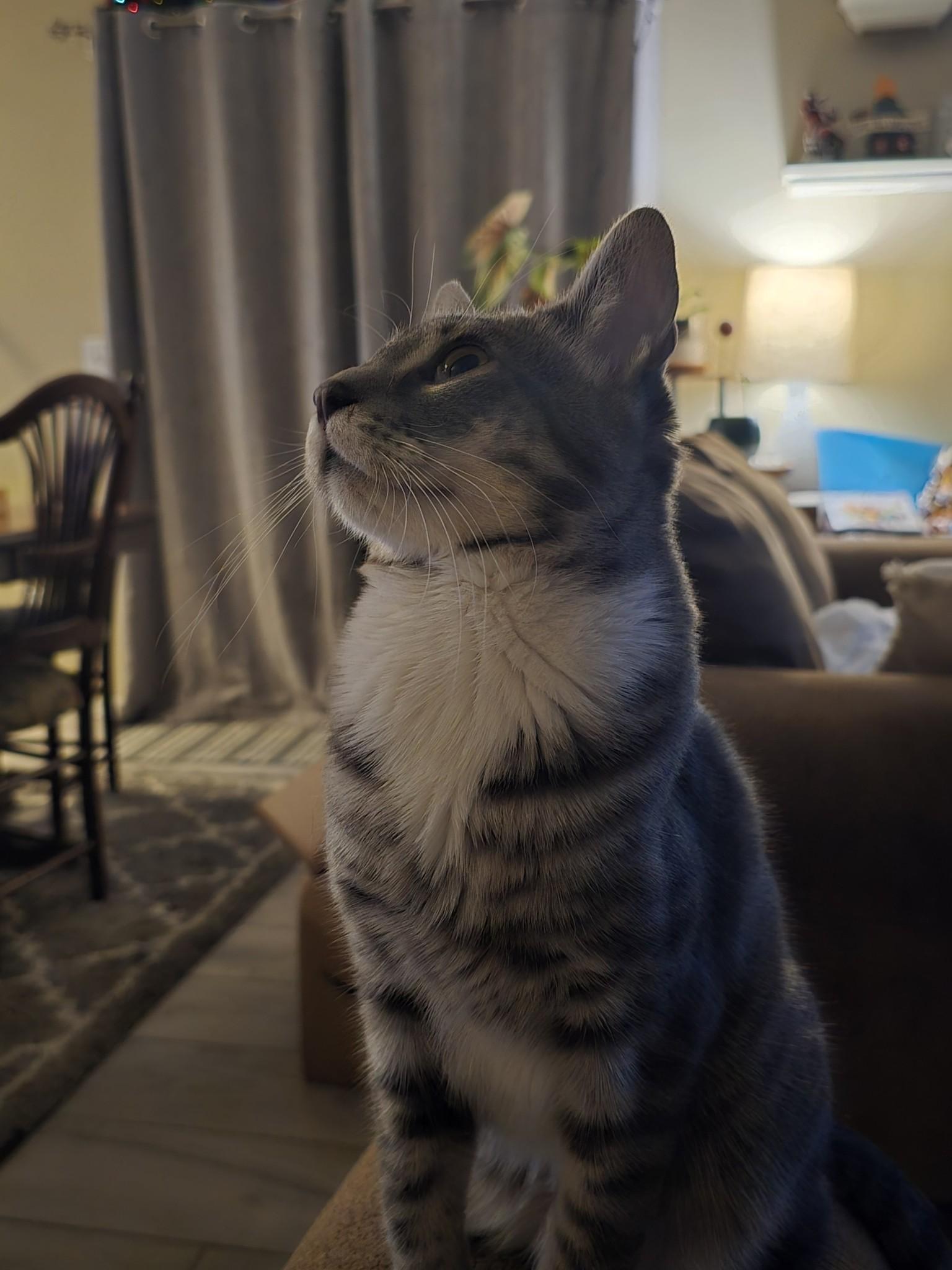 Fenix, an adoptable American Shorthair in Kennewick, WA, 99337 | Photo Image 3
