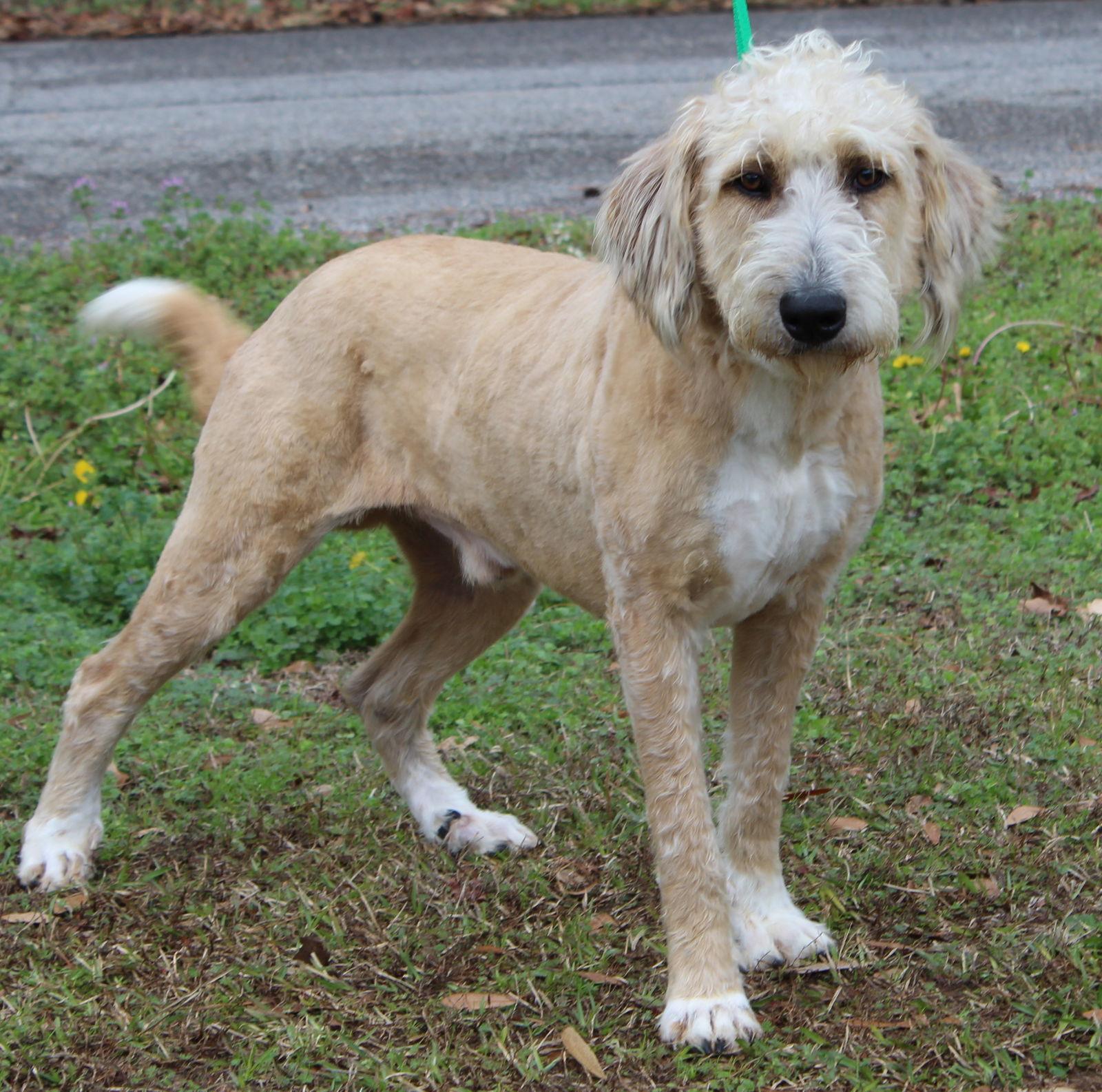 Trelawny 43009, Adoptable, Adult Male Standard Poodle & Golden Retriever.