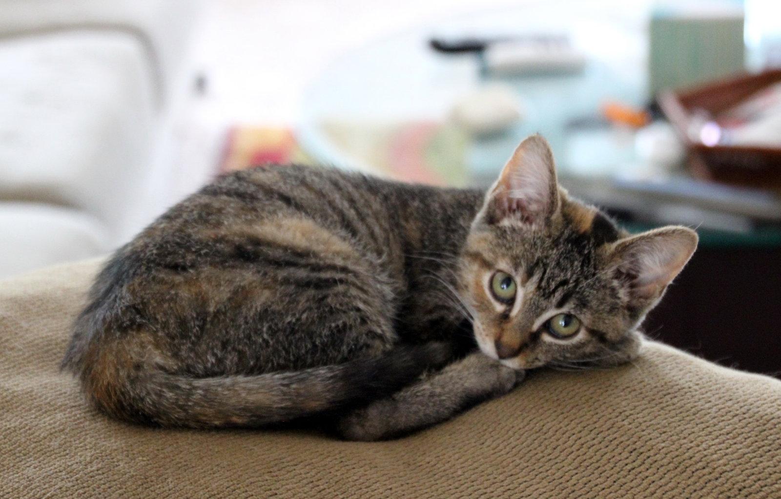 Saki, a Adopted mixed breed in Cincinnati, OH image 2/3