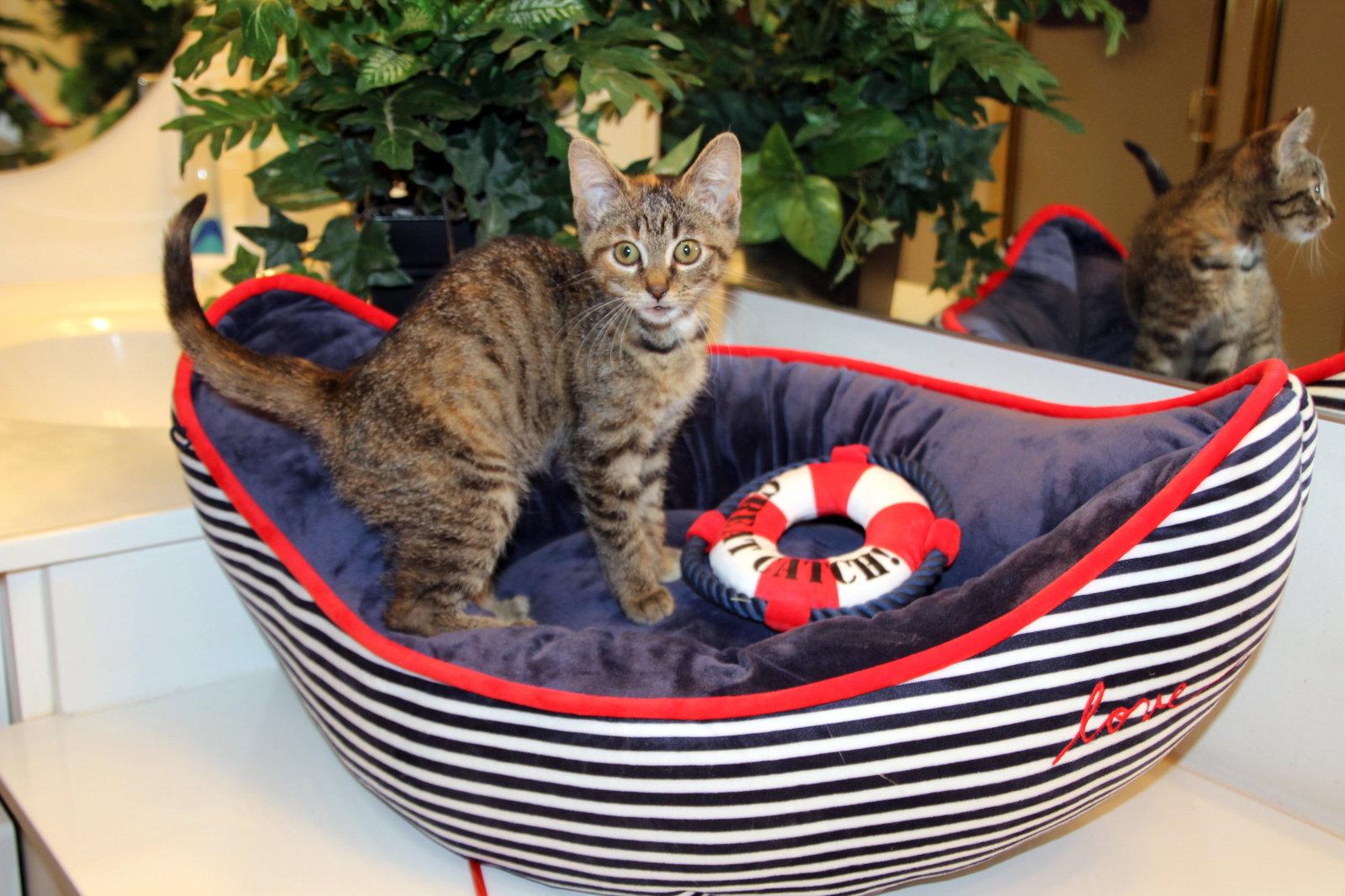 Saki, a Adopted mixed breed in Cincinnati, OH image 3/3