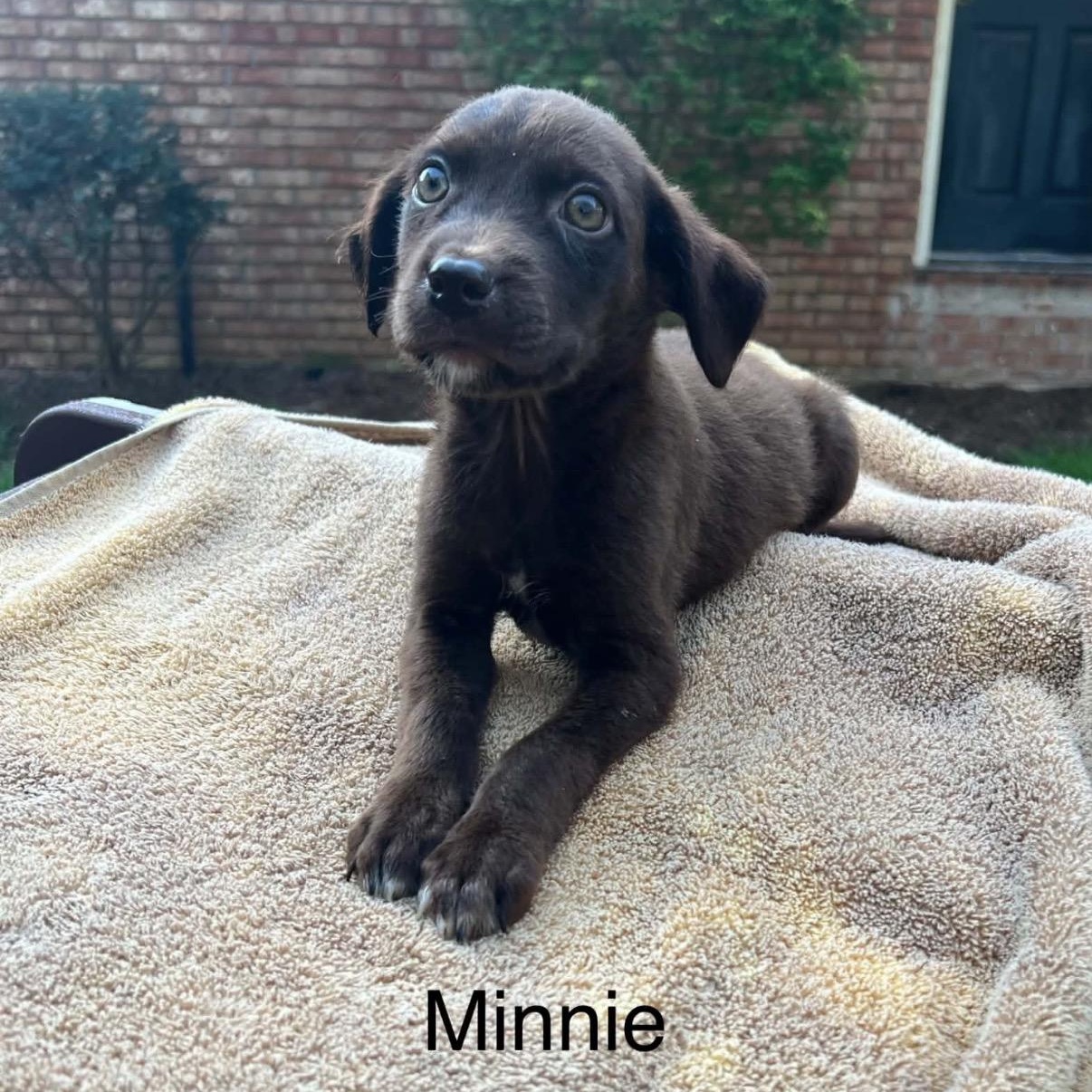 Minnie, adopted, Puppy Female Spaniel & Chocolate Labrador Retriever.
