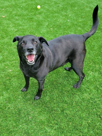 Enlarge Happy, a Adoptable mixed breed in Louisburg, NC image 1/1
