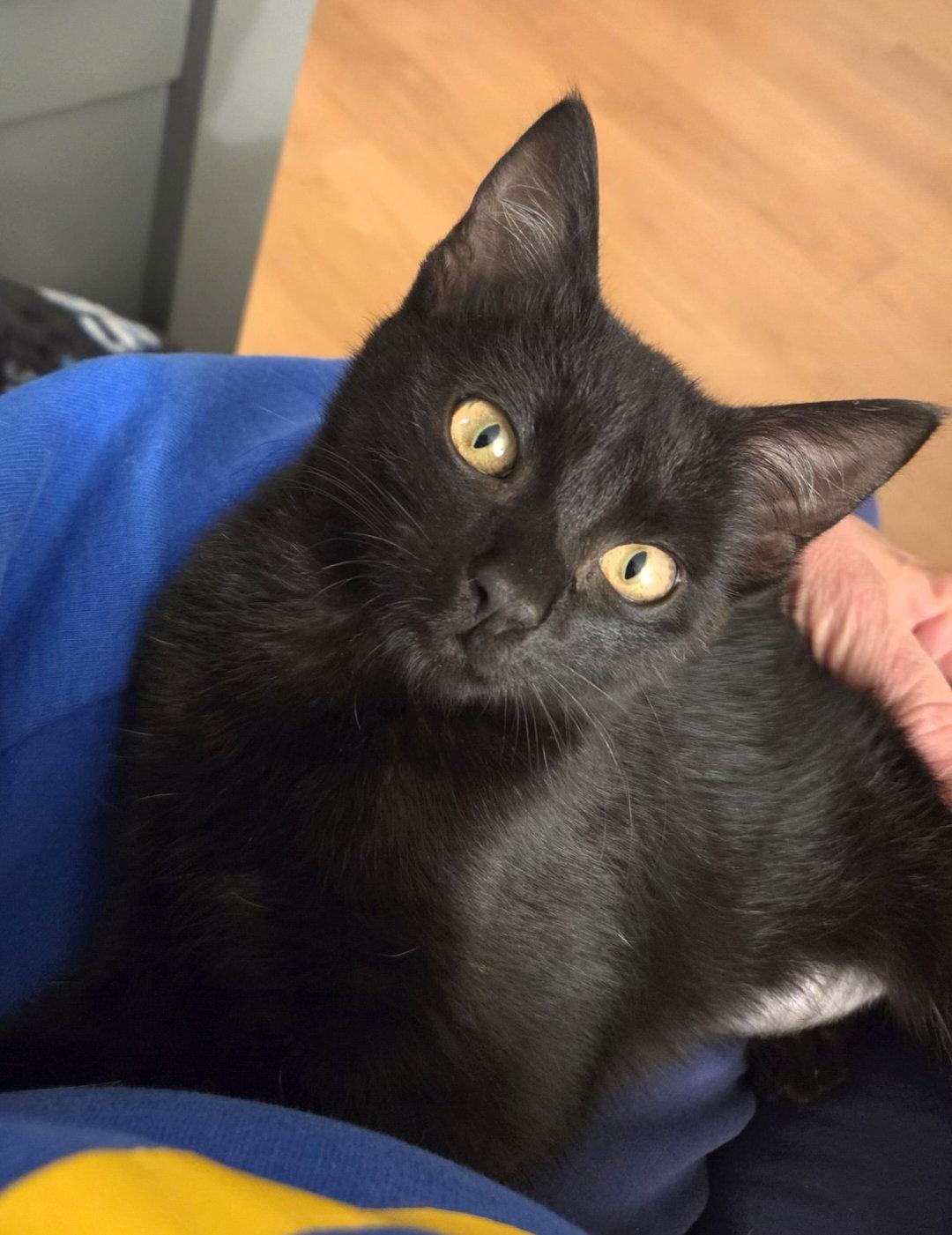Olive, Adoptable, Kitten Female Domestic Short Hair.
