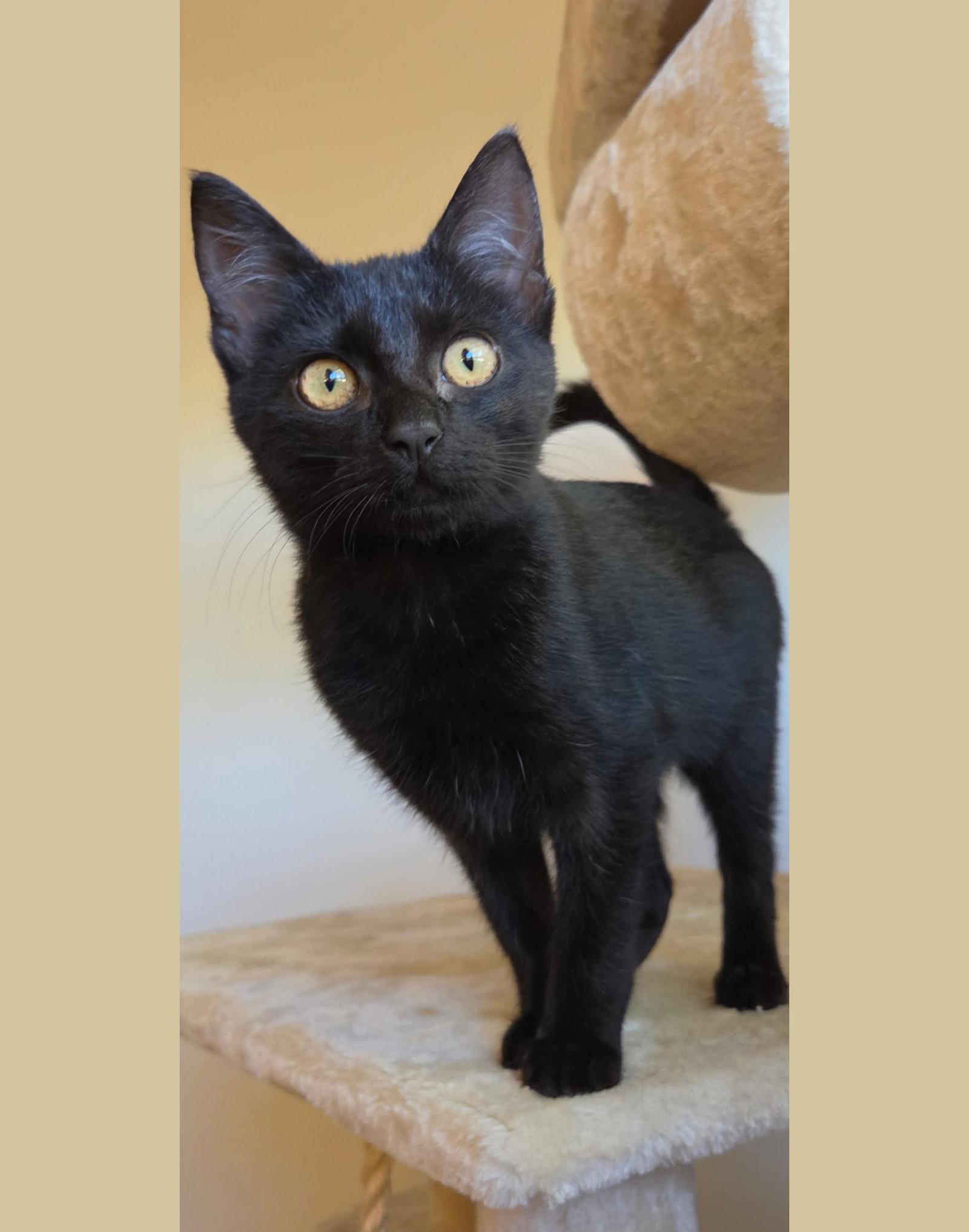 Enlarge Olive, a Adoptable Domestic Short Hair in Alameda, CA image 2/3