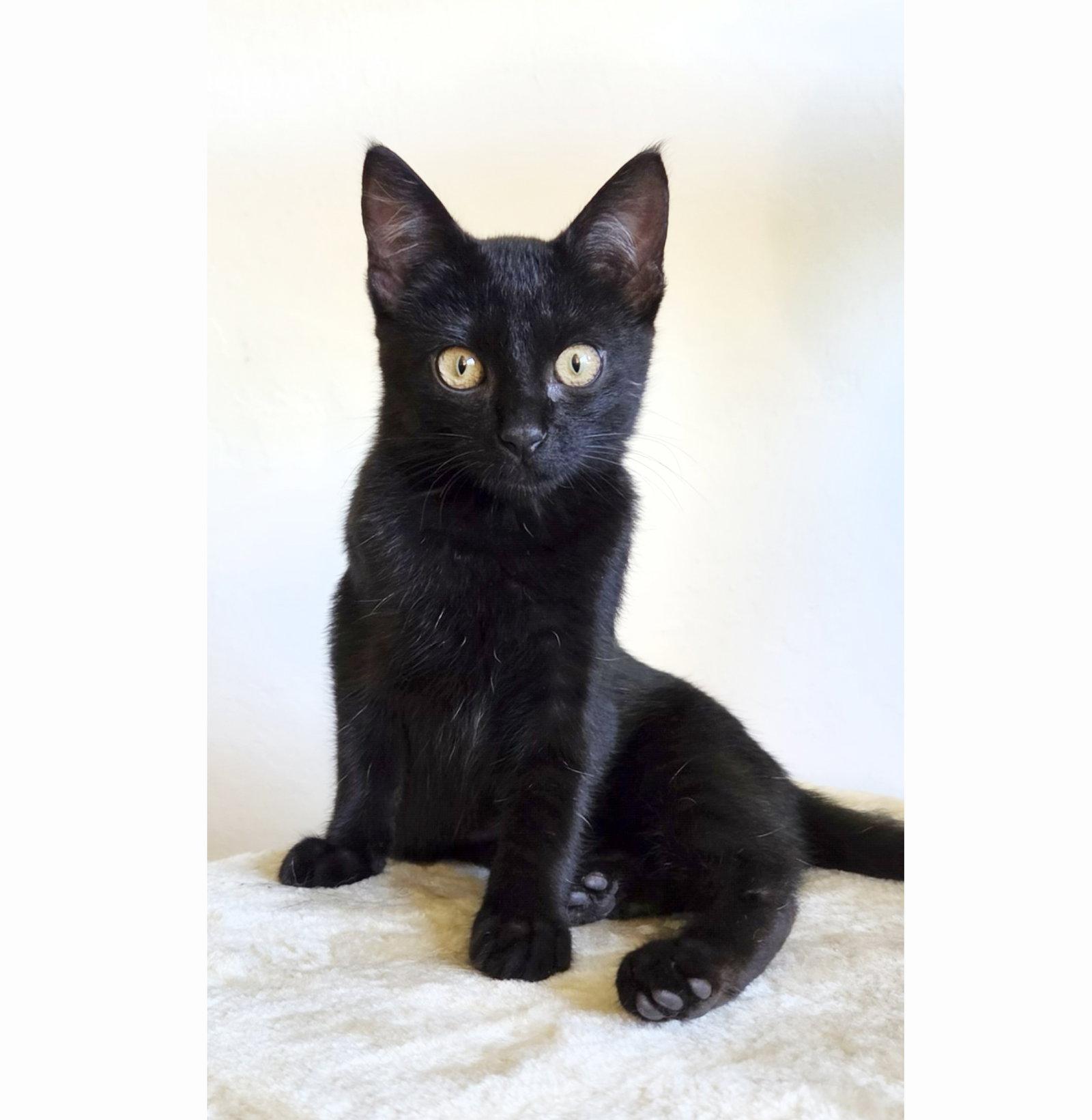 Enlarge Olive, a Adoptable Domestic Short Hair in Alameda, CA image 3/3