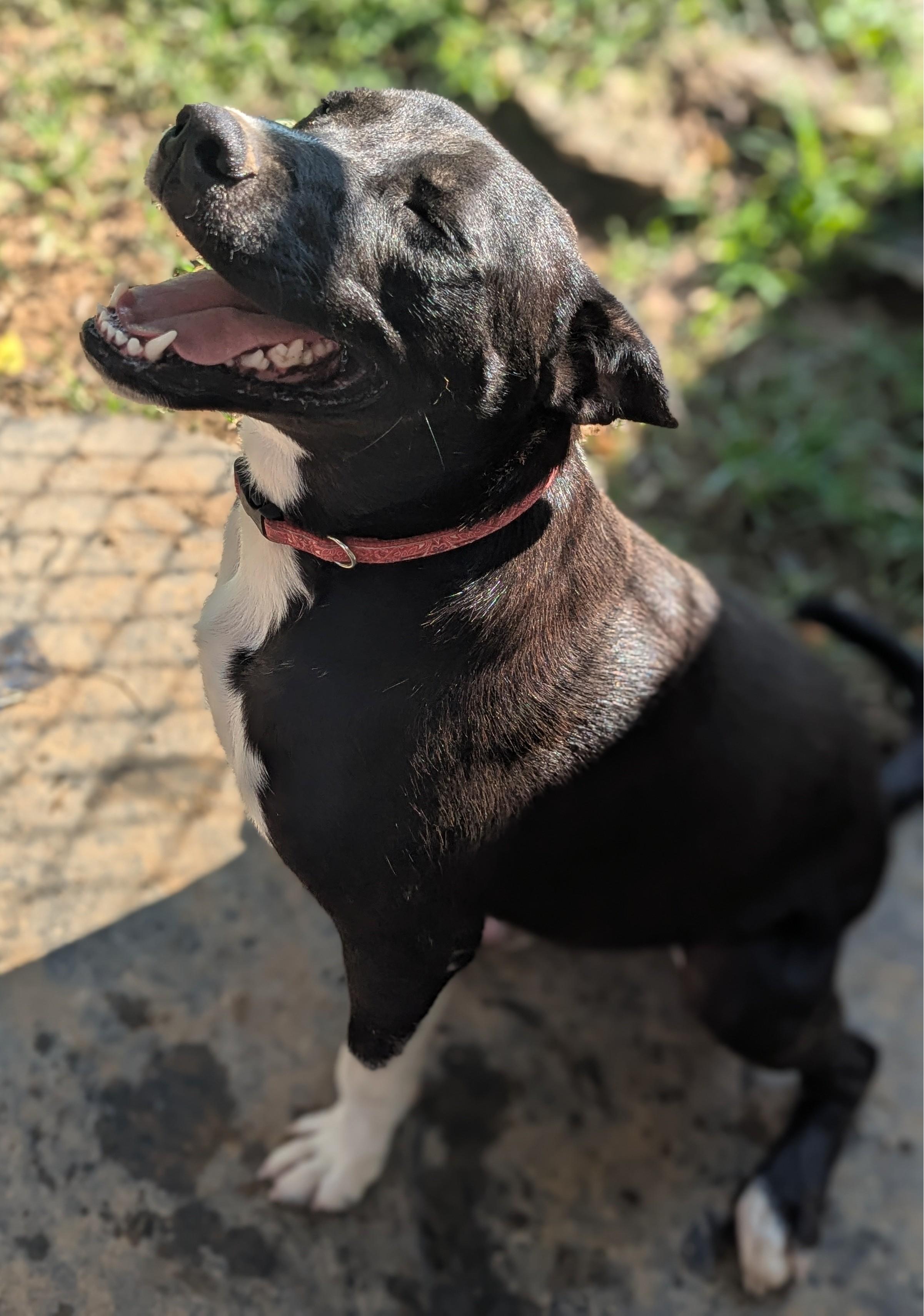 Enlarge Sid (Courtesy Post), a Adoptable Mixed Breed in Talbott, TN image 1/3