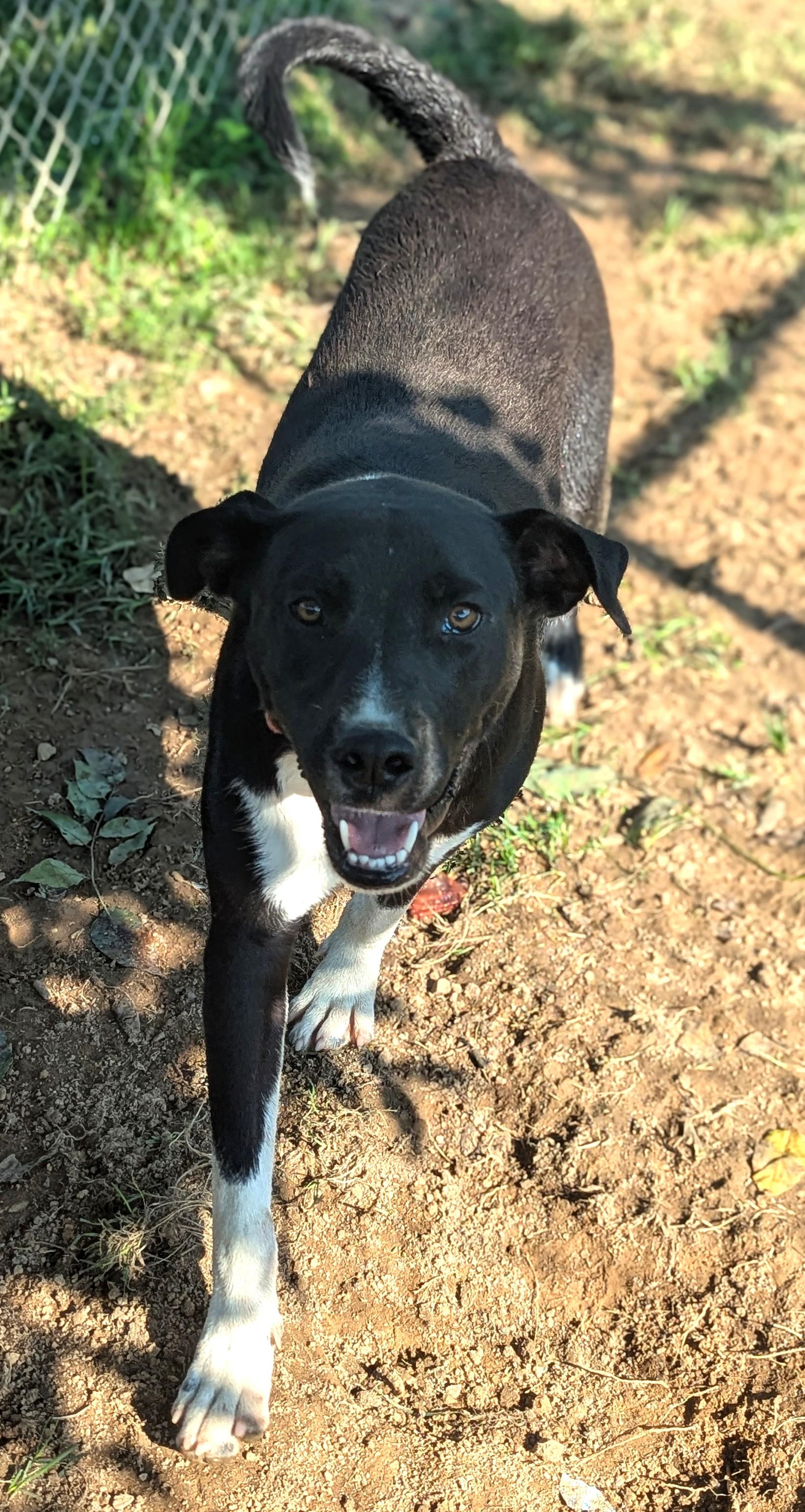 Enlarge Sid (Courtesy Post), a Adoptable Mixed Breed in Talbott, TN image 2/3