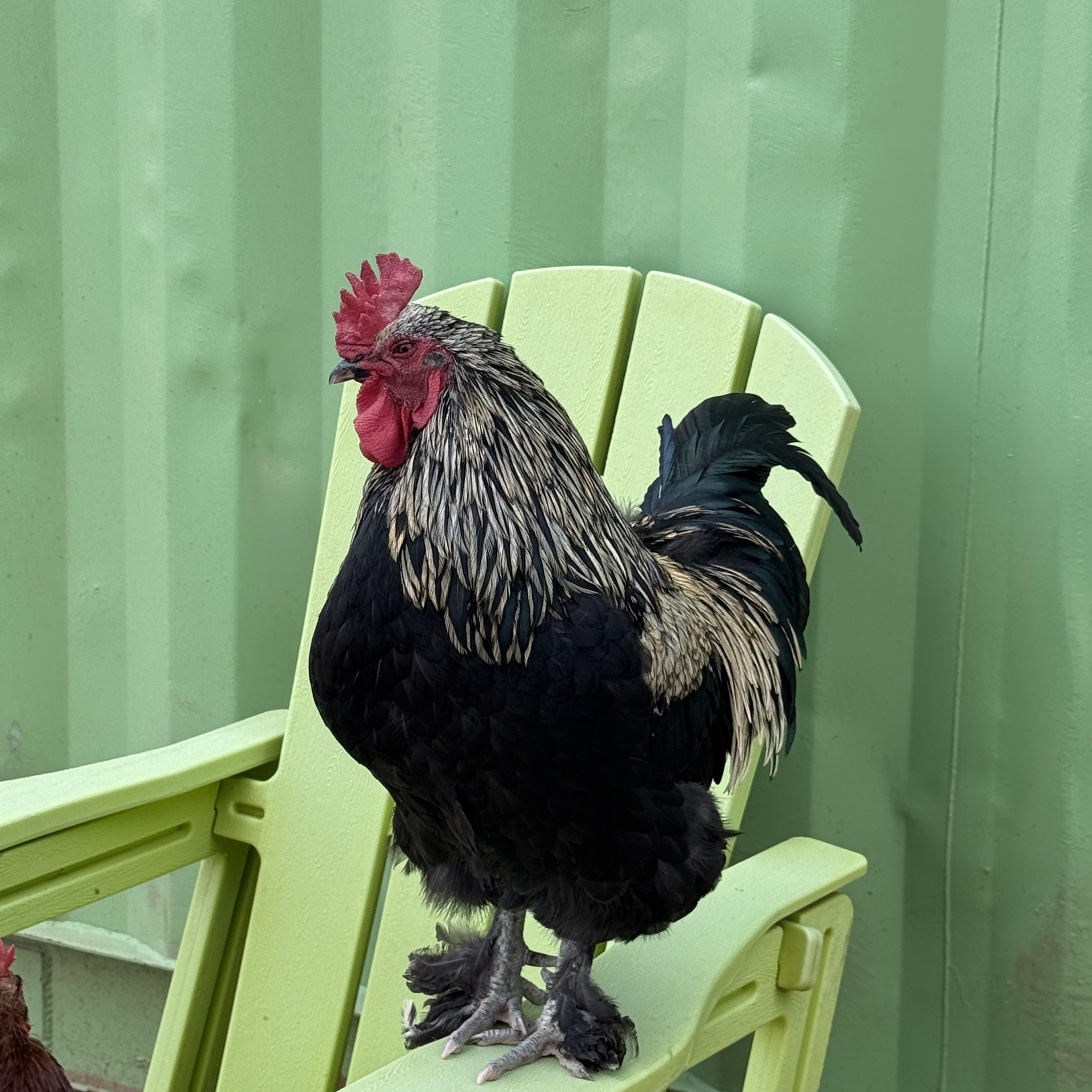 Enlarge Mister, a Adoptable Chicken in Redlands, CA image 1/2