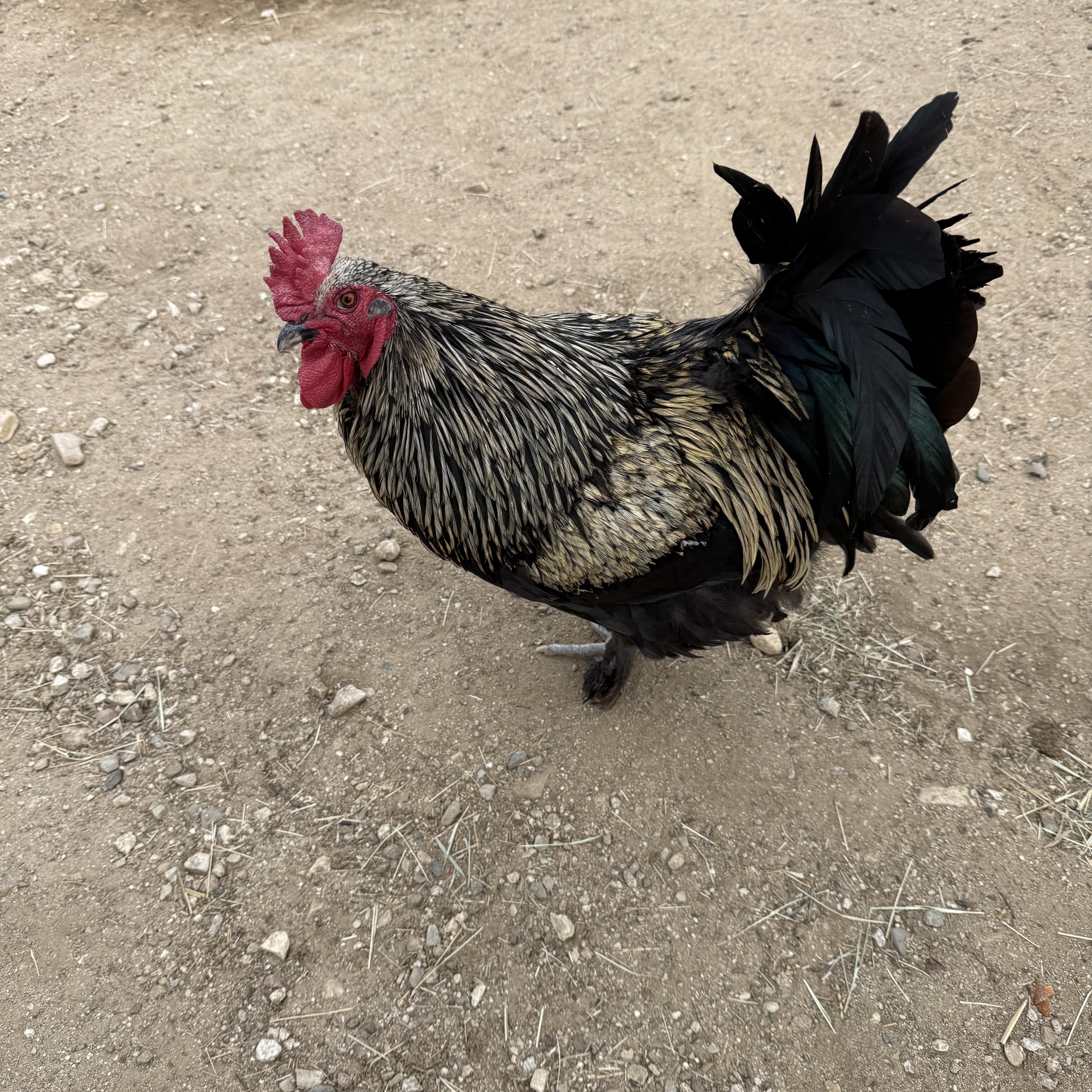 Enlarge Mister, a Adoptable Chicken in Redlands, CA image 2/2