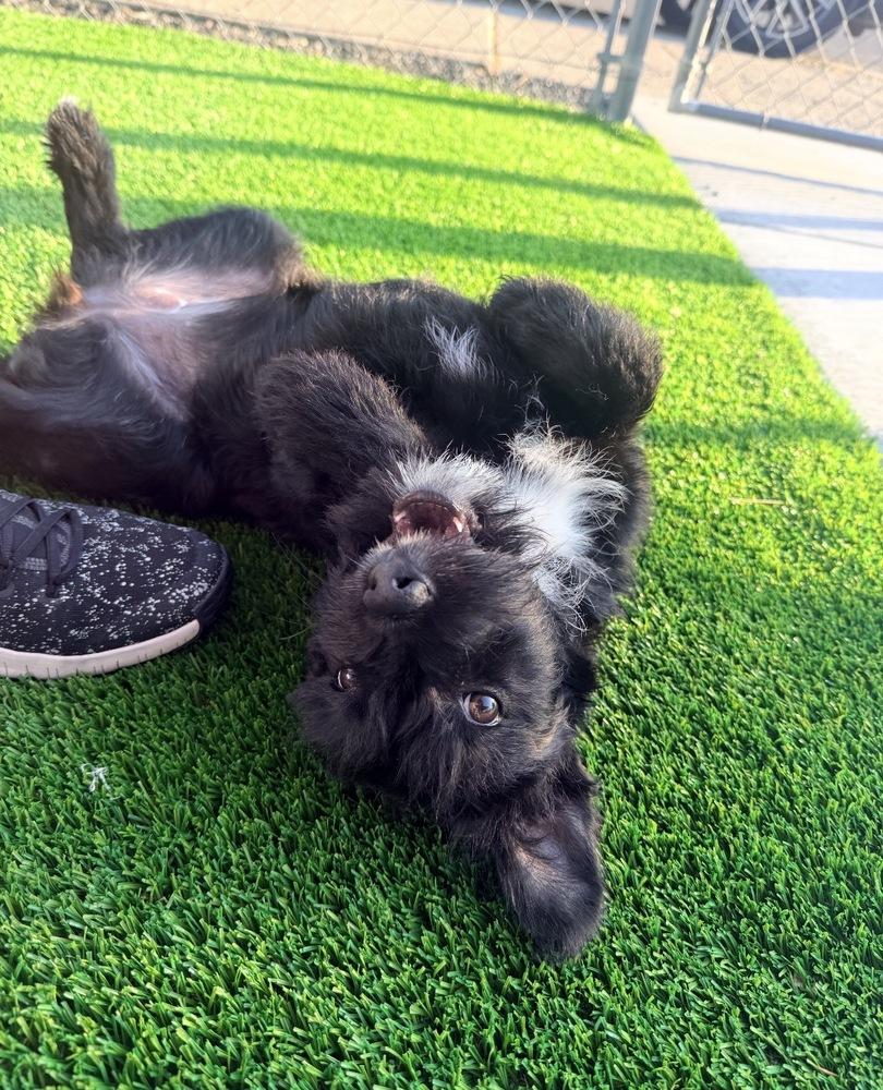 Mint, Adoptable, Puppy Female Terrier.