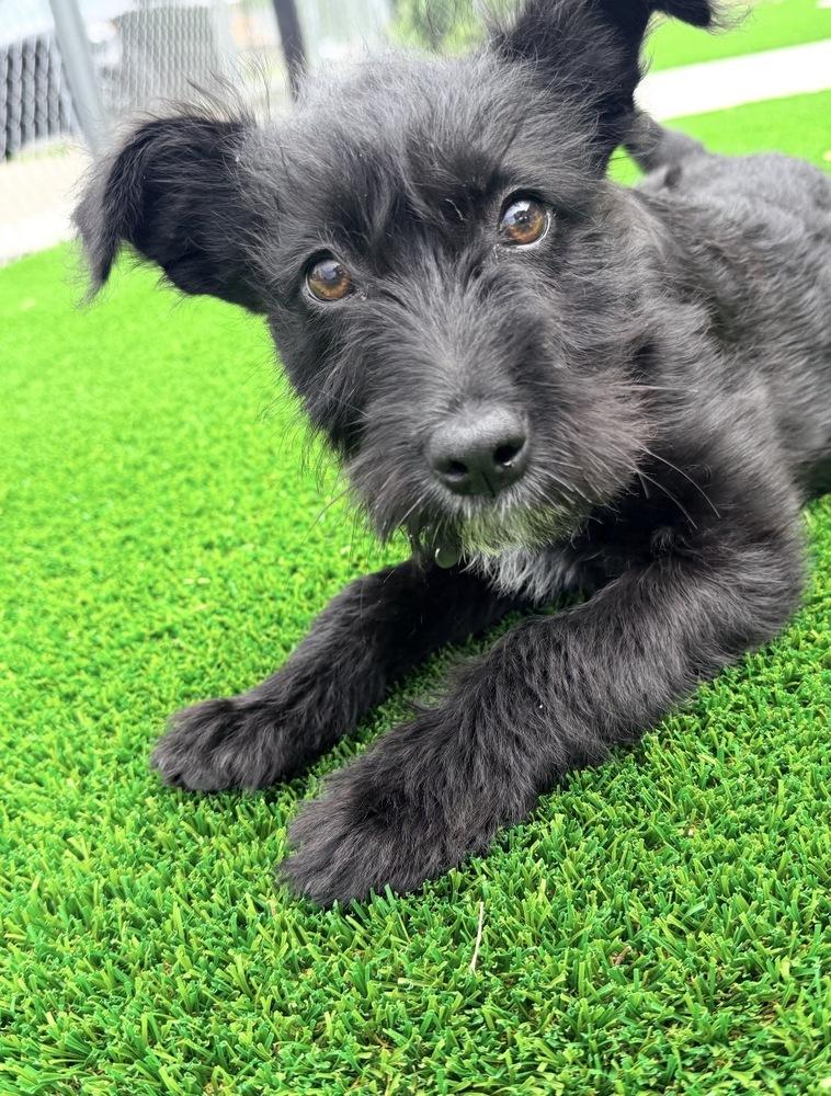 Mint, a Adoptable mixed breed in Rathdrum, ID image 2/5