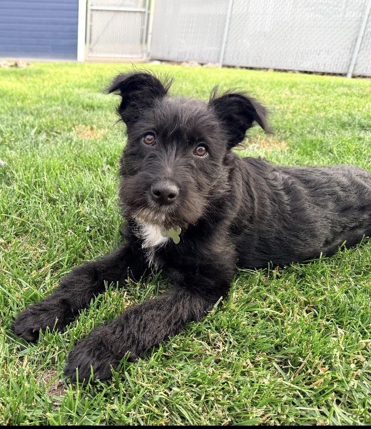 Mint, a Adoptable mixed breed in Rathdrum, ID image 3/5