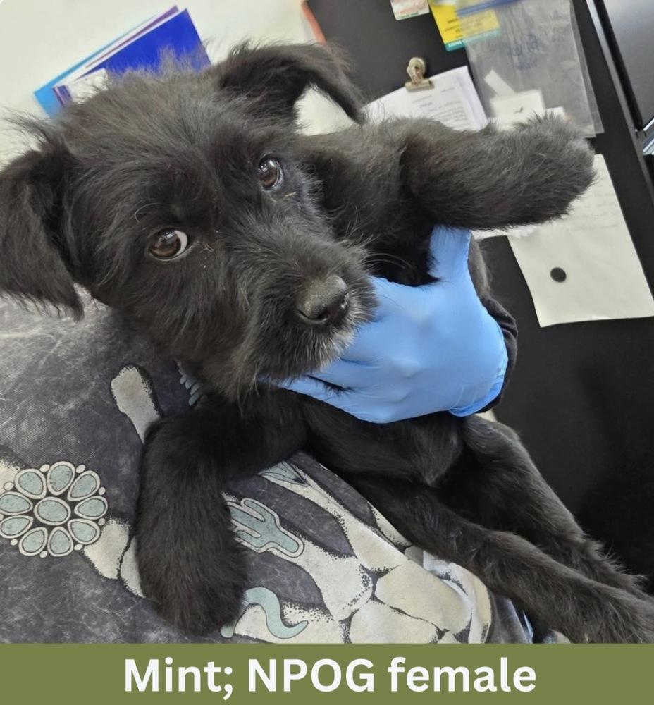 Mint, a Adoptable mixed breed in Rathdrum, ID image 4/5