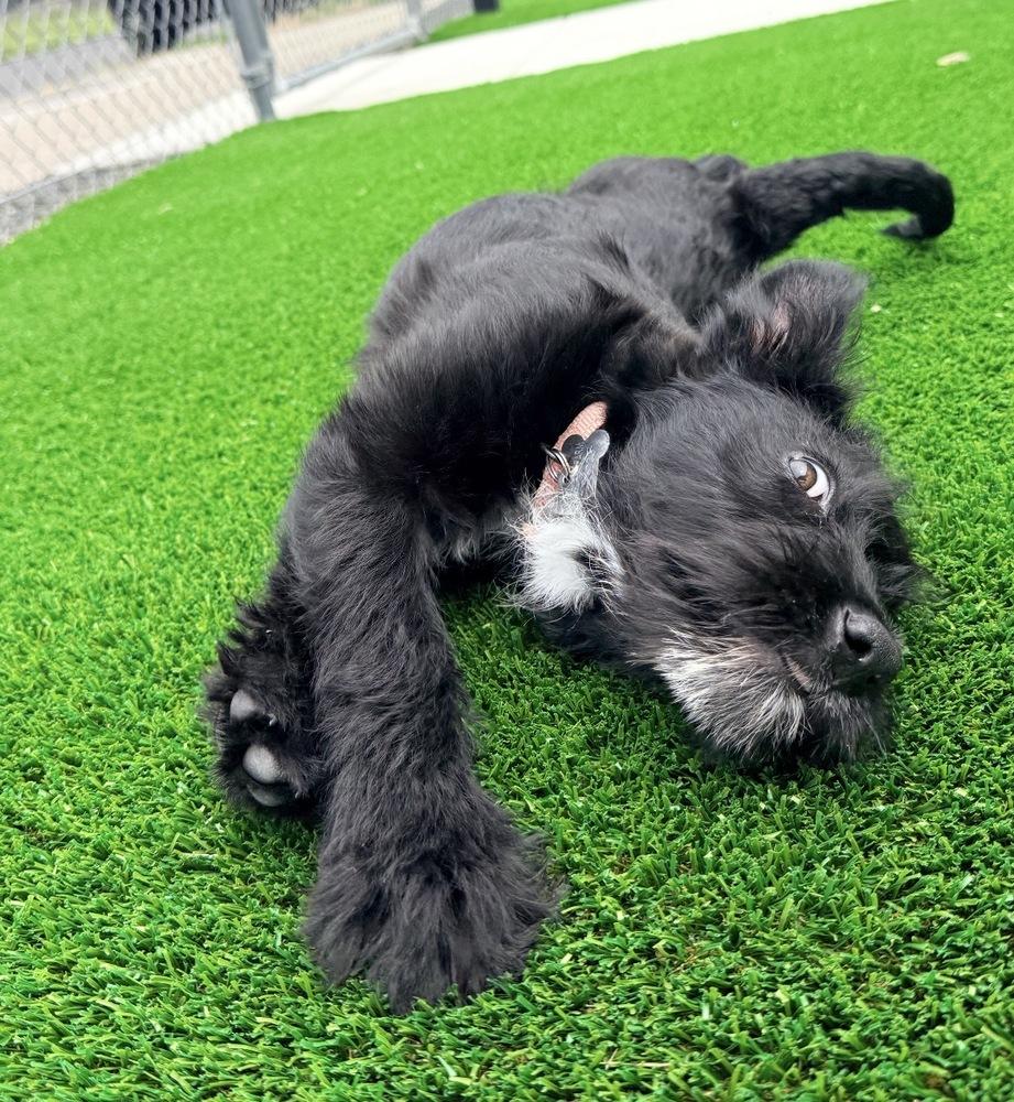 Mint, a Adoptable mixed breed in Rathdrum, ID image 5/5