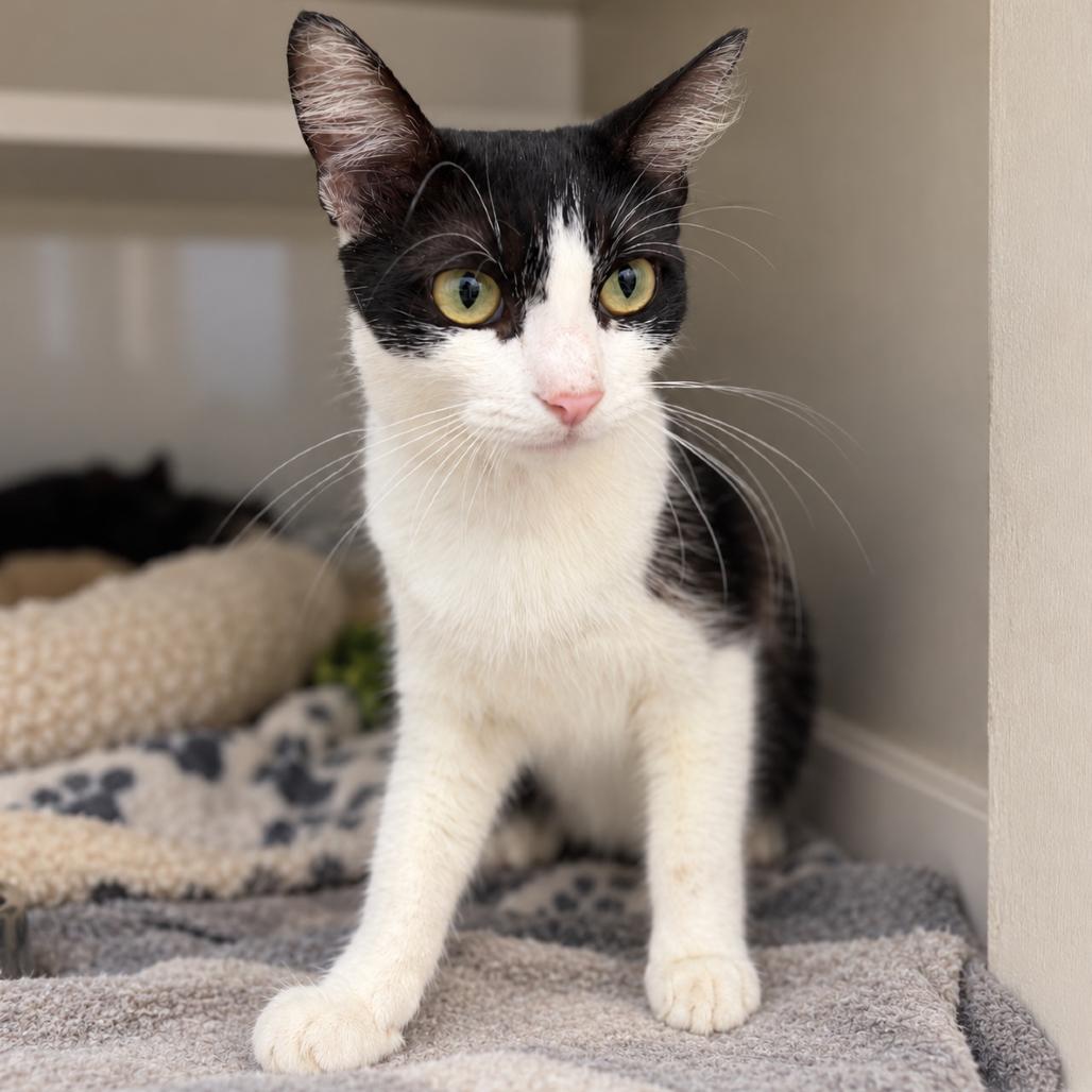 Glinda, Adoptable, Adult Female Domestic Medium Hair.